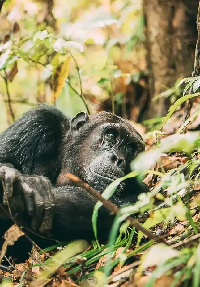 Tanzania 3
