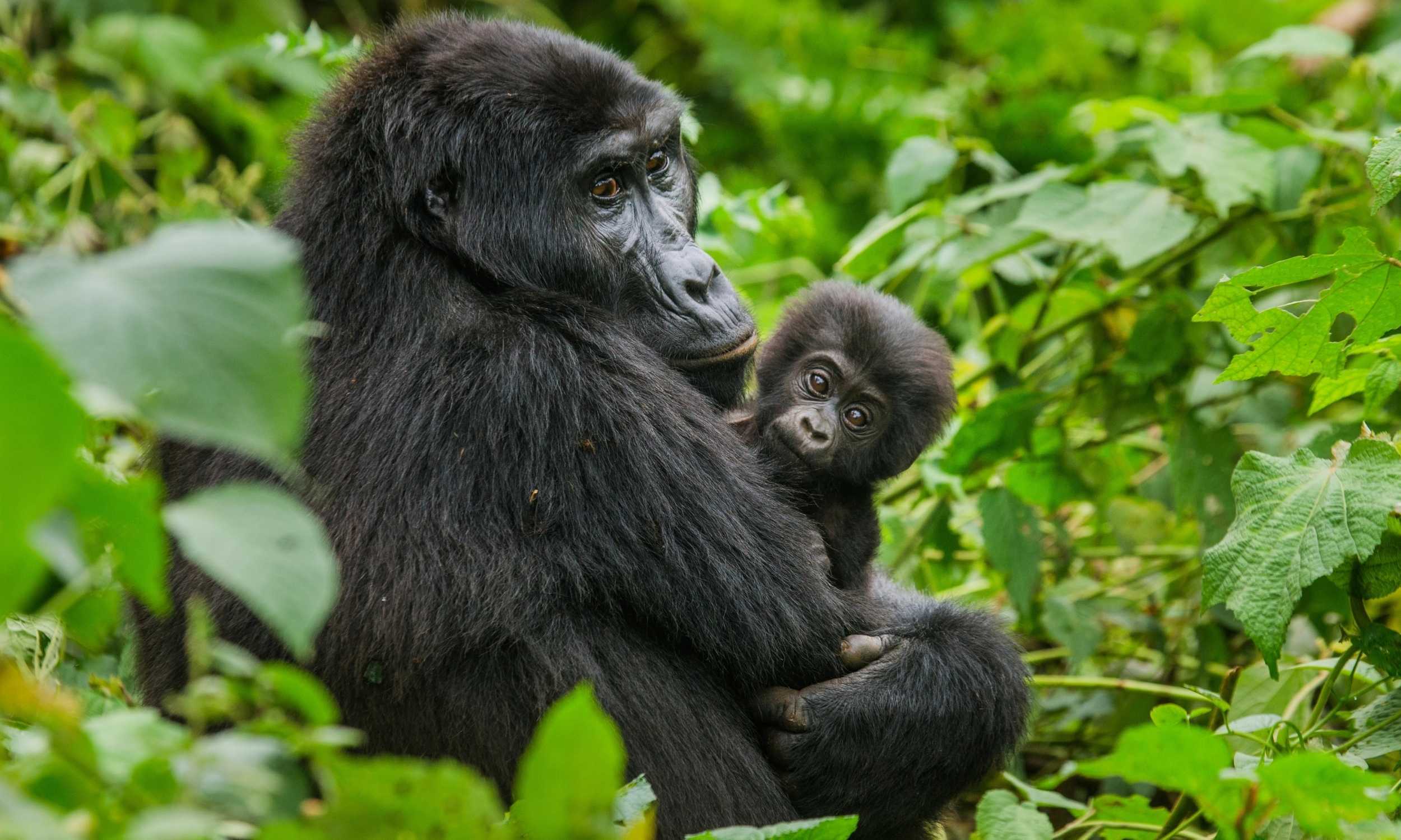 Rwanda by Leora