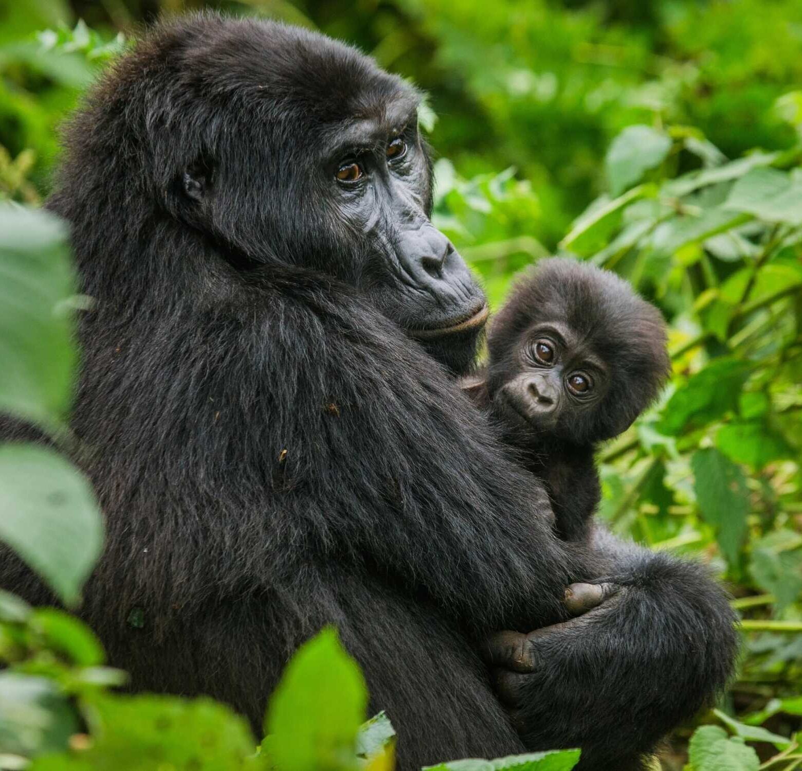 Rwanda by Leora 2025 07 21 093520 ljym