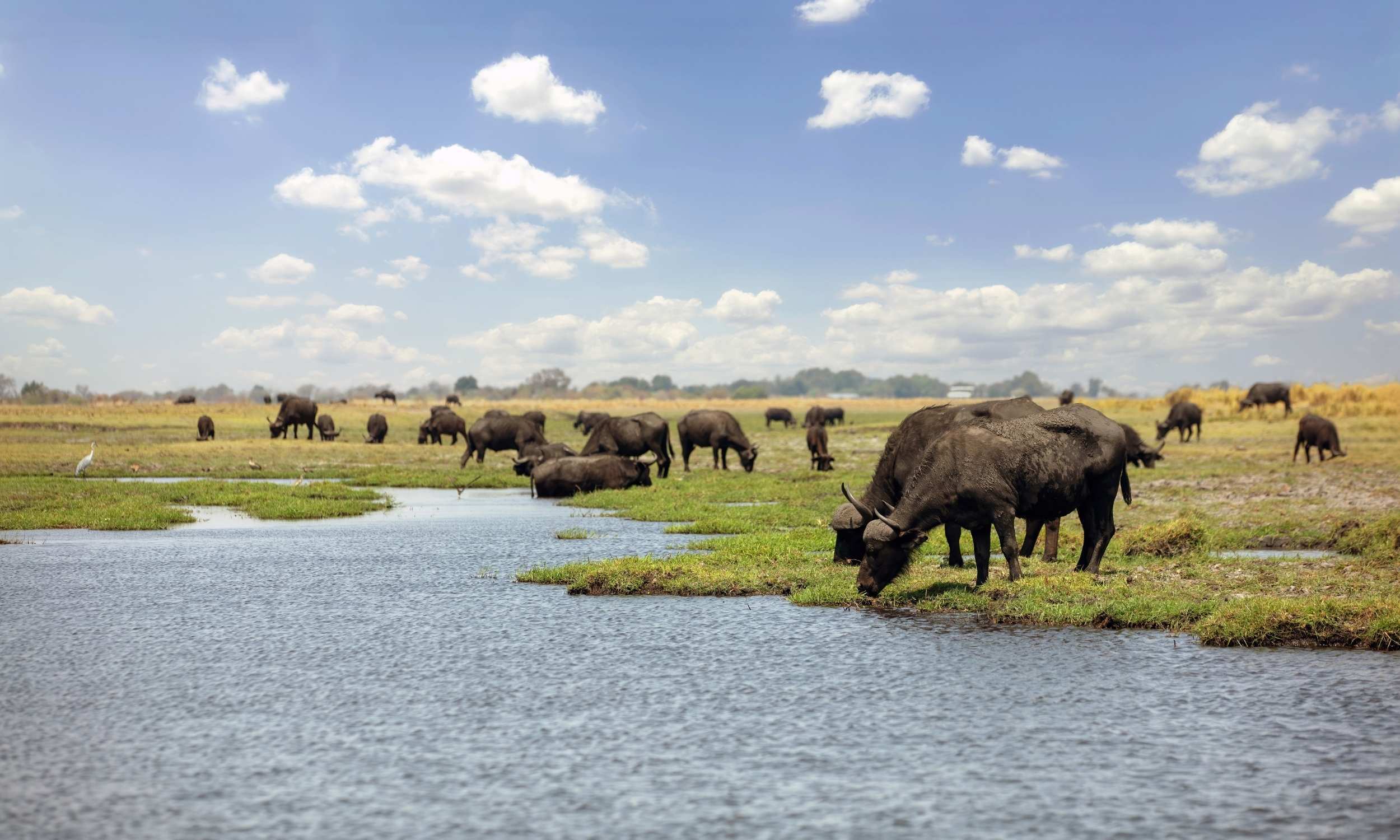 Cape Buffalos Chobe National Park Botswana