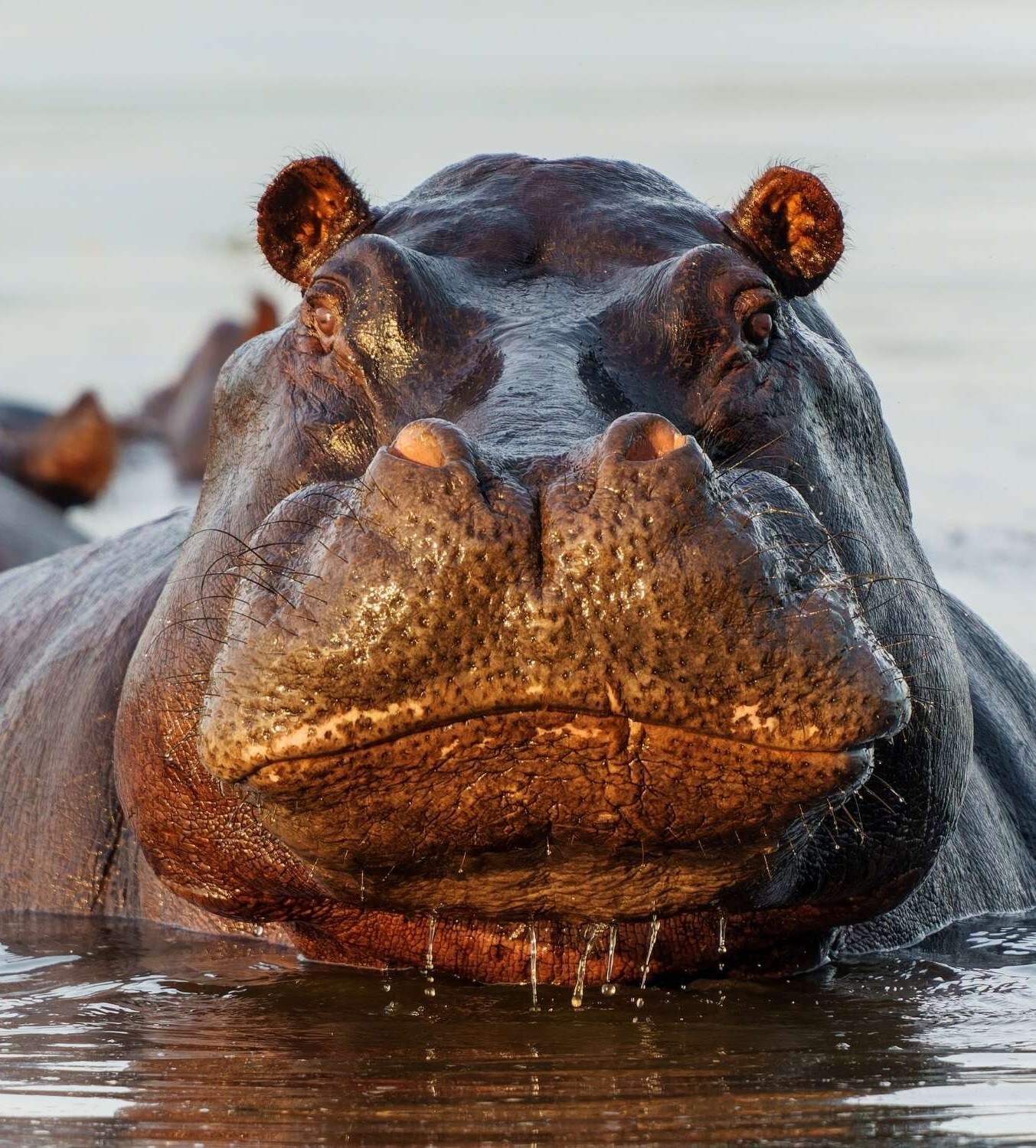Hippopotamus Botswana