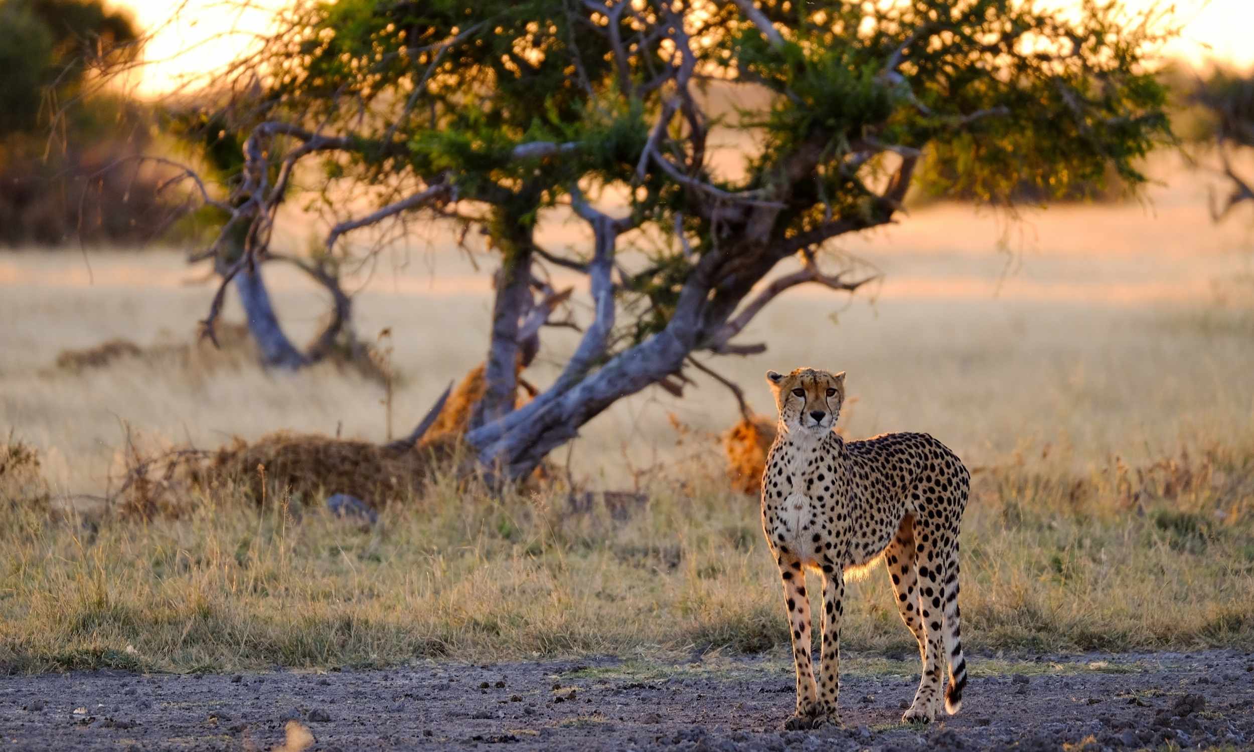 Kalahari Game Reserve Cheetah Botswana