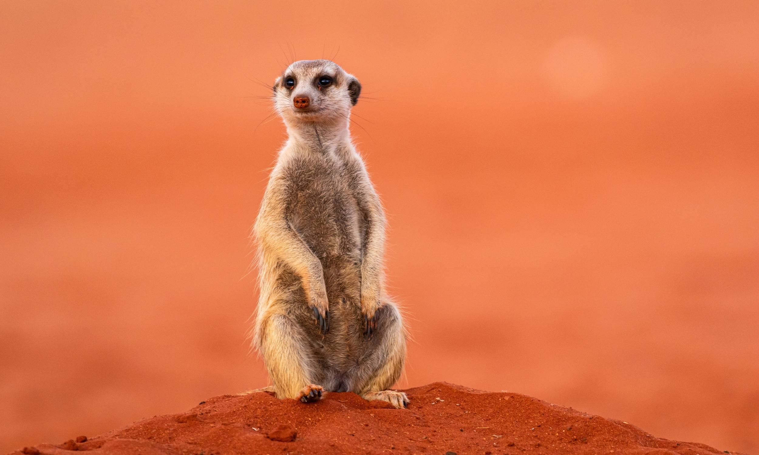 Kalahari Game Reserve Meerkat Botswana