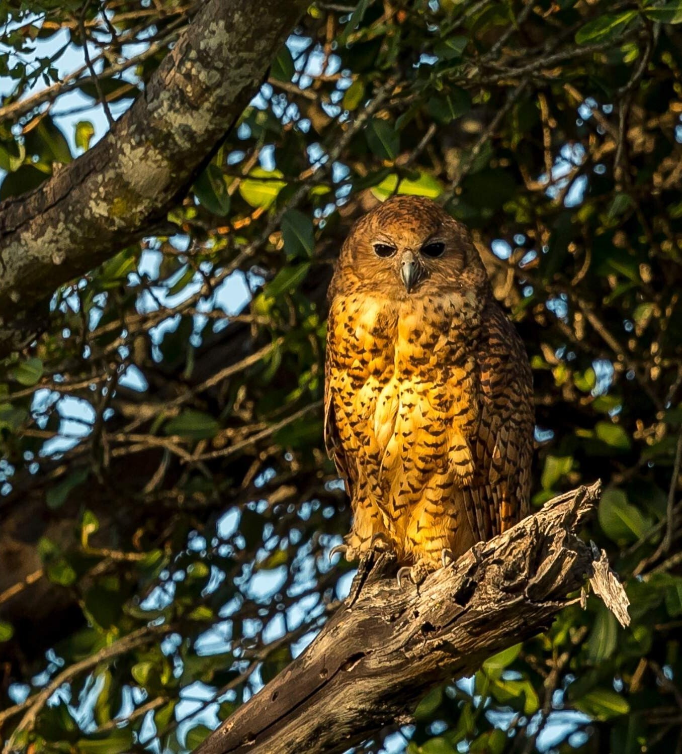 Pels Fishing Owl Botswana
