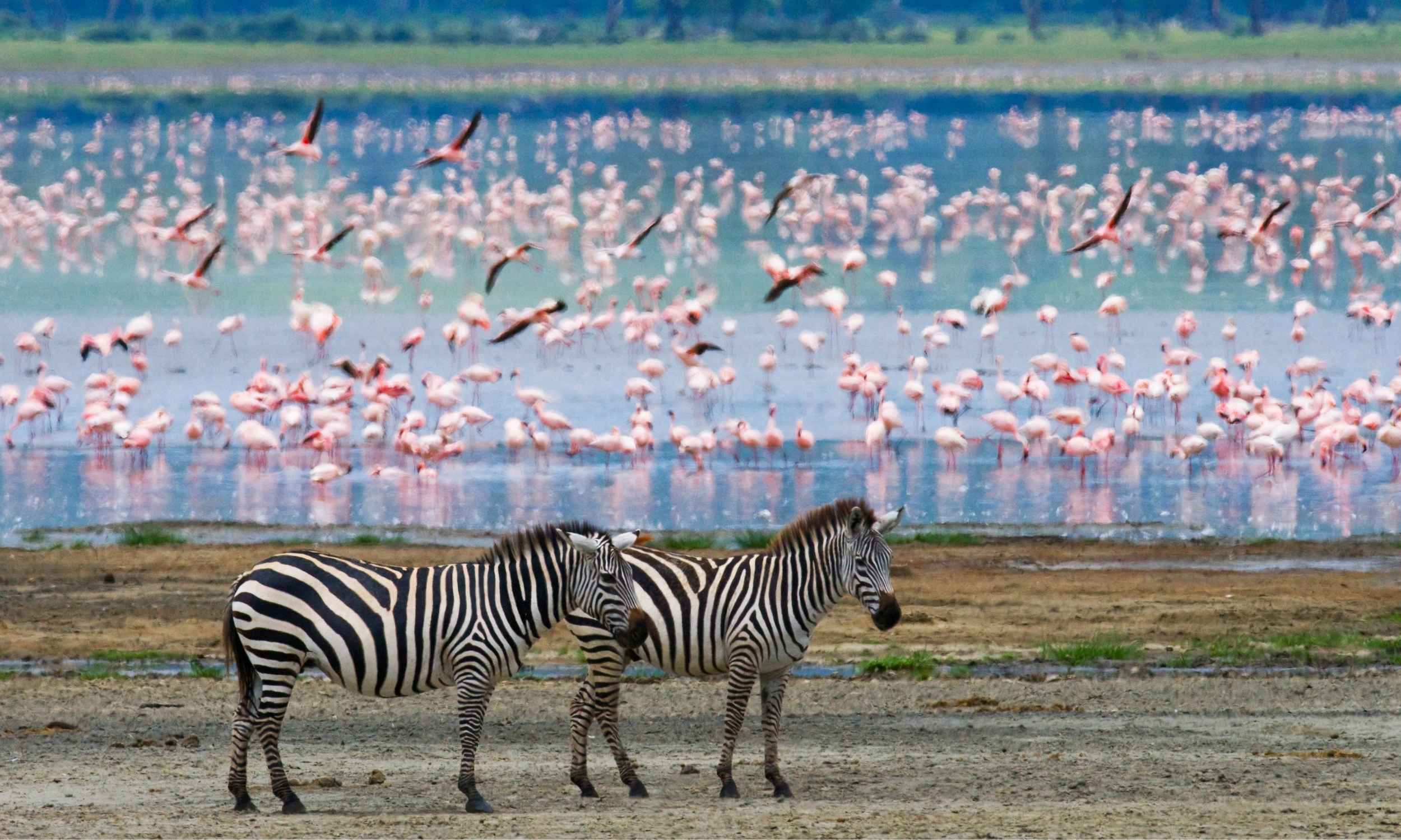 Animals Great Wildebeest Migration