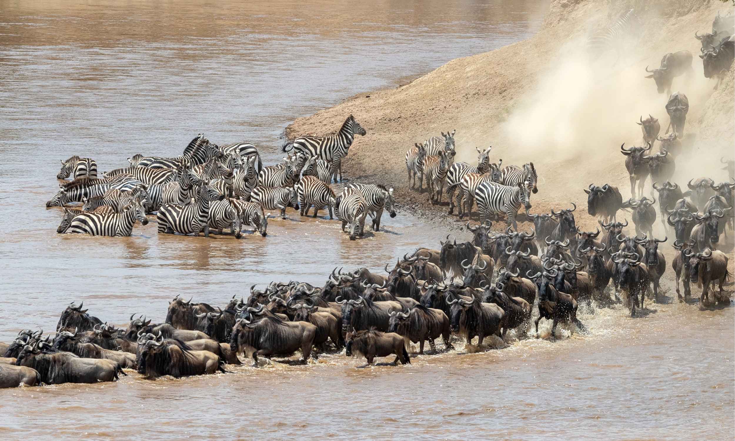 River Crossing Zebra Wildebeest Great Wildebeest Migration