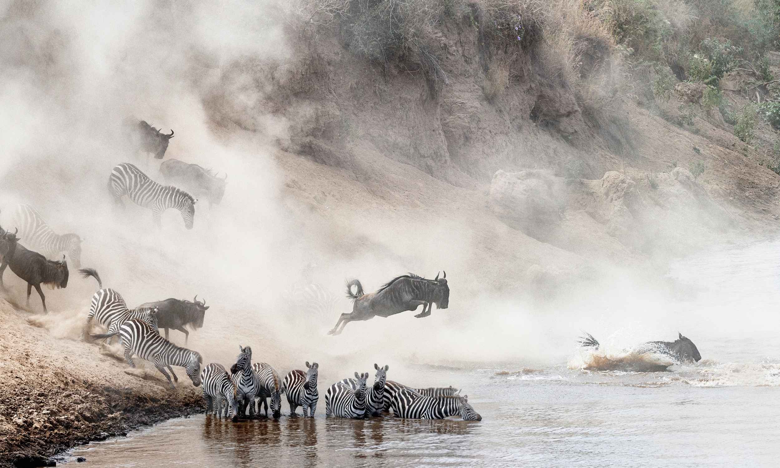 River Crossing Zebra Wildebeest Great Wildebeest Migration