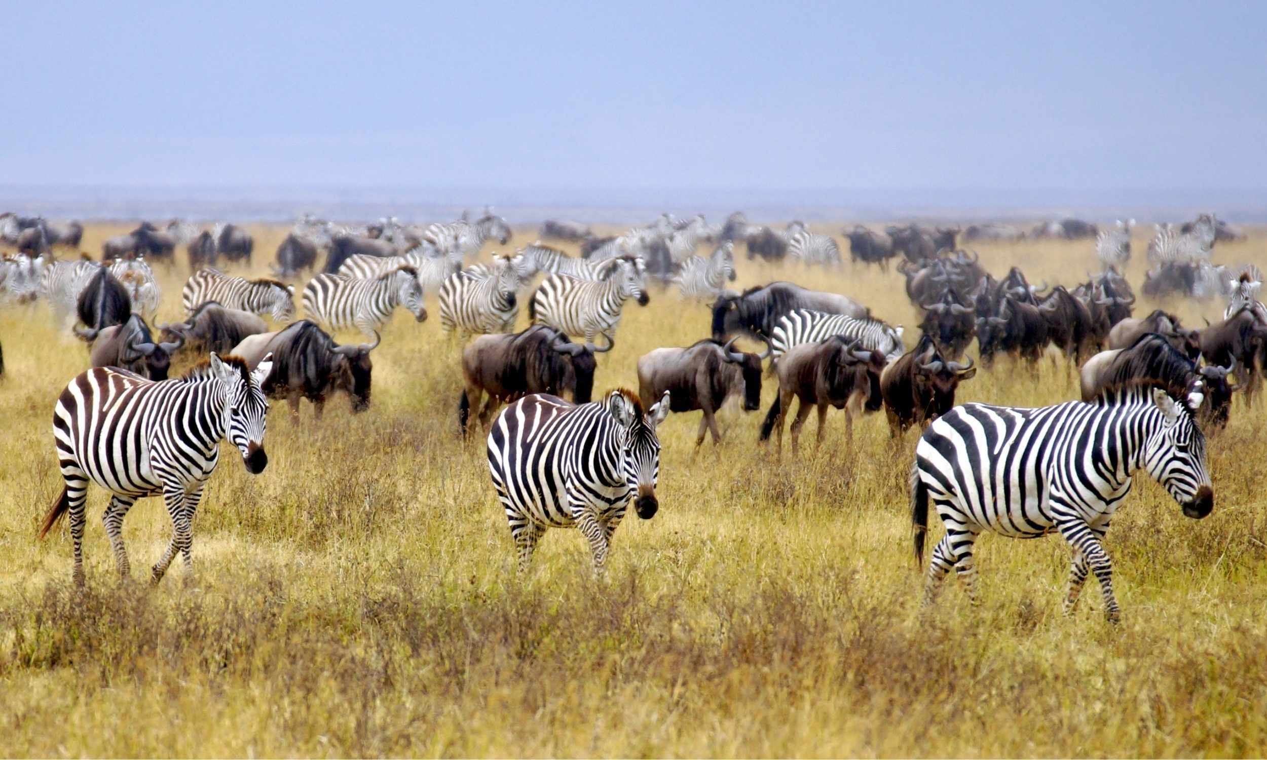 Wildebeest Migration 3 Great Wildebeest Migration
