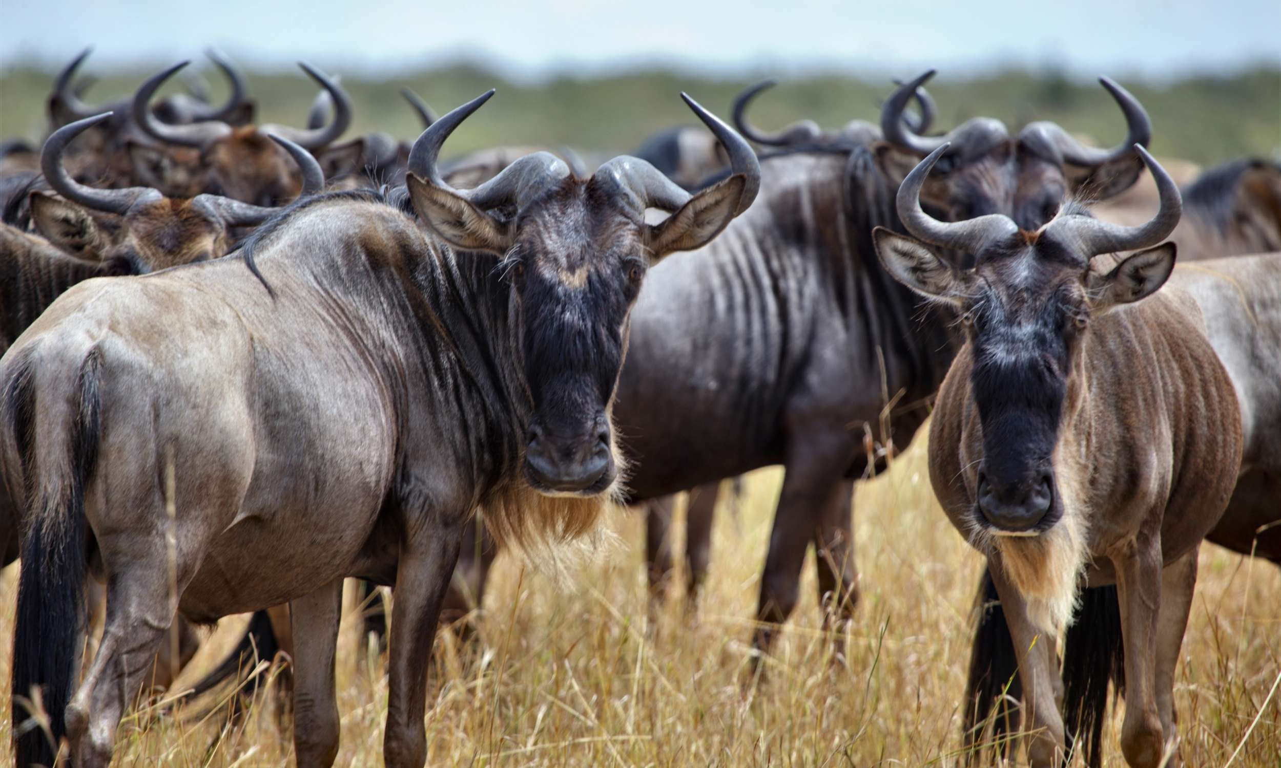 Wildebeest Migration 4 Great Wildebeest Migration