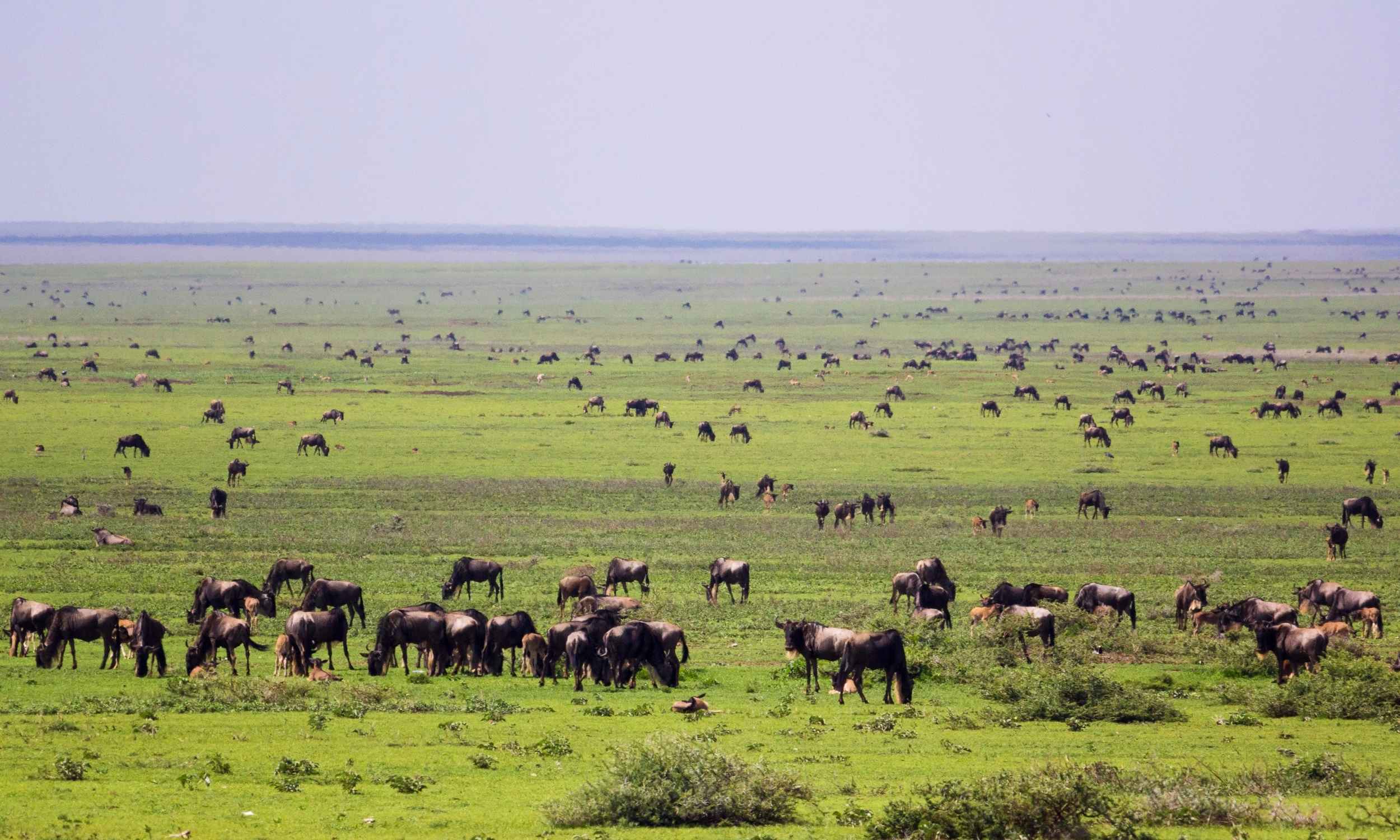 Wildebeest Migration Greenery 2 Great Wildebeest Migration