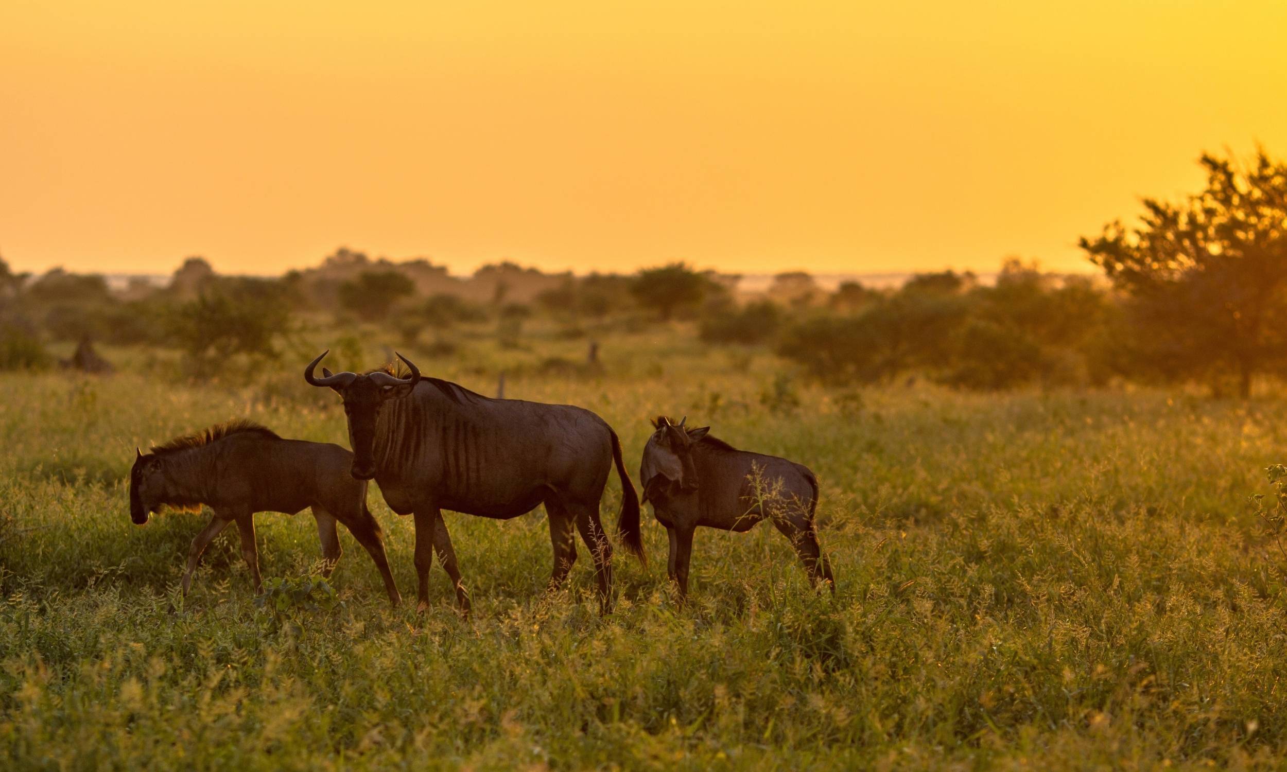 Wildebeest Migration Greenery Great Wildebeest Migration