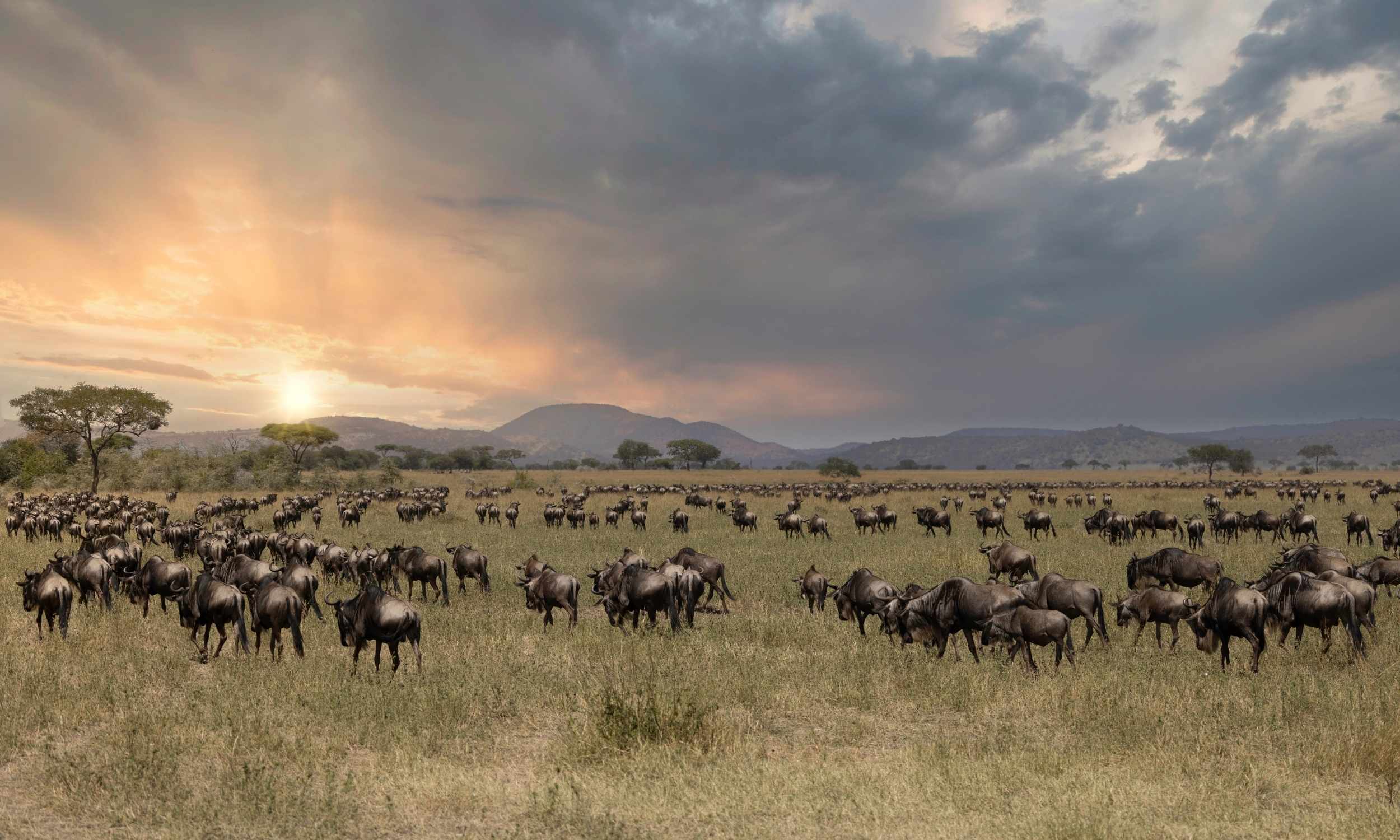 Wildebeest Migration Movement 2 Great Wildebeest Migration