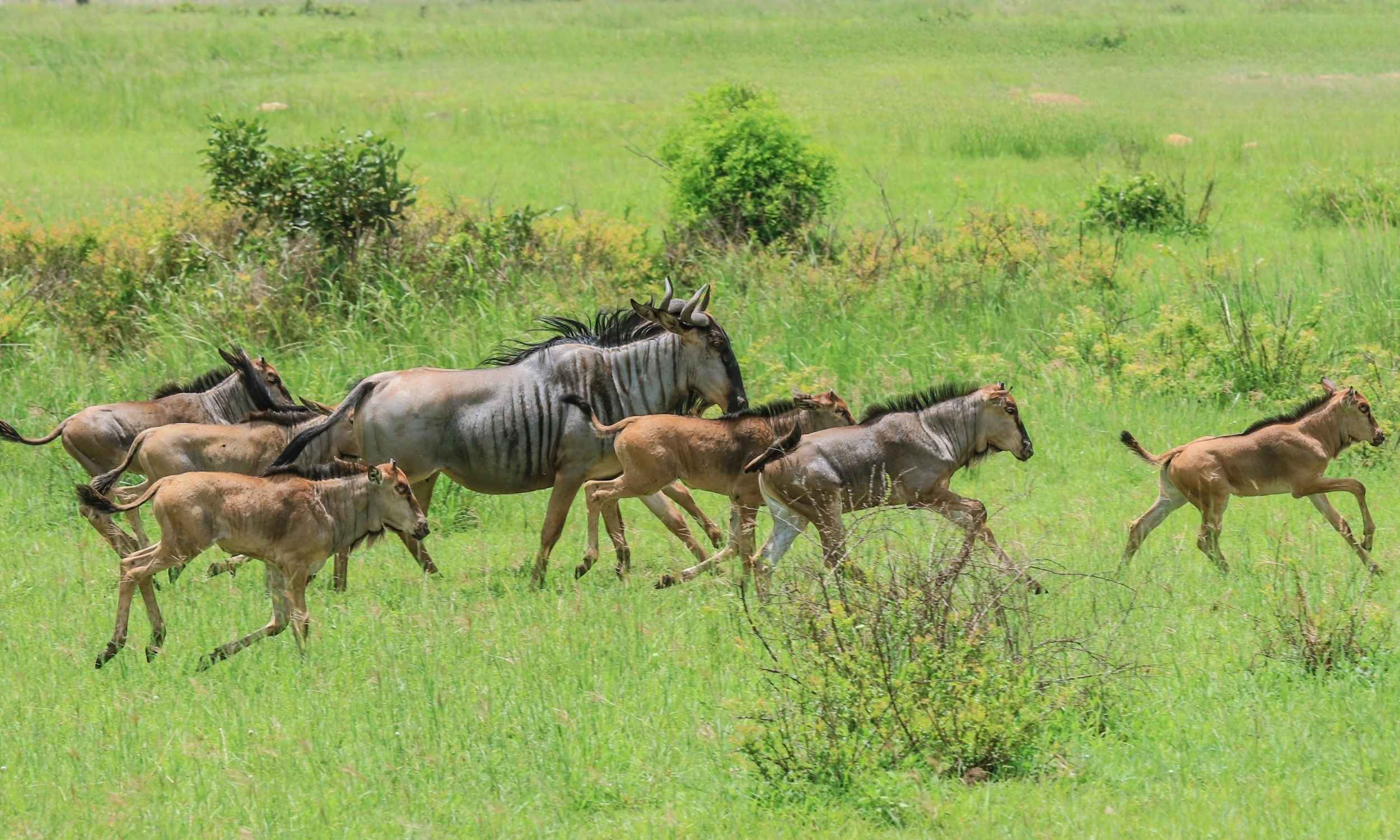 Wildebeest Migration Movement Great Wildebeest Migration