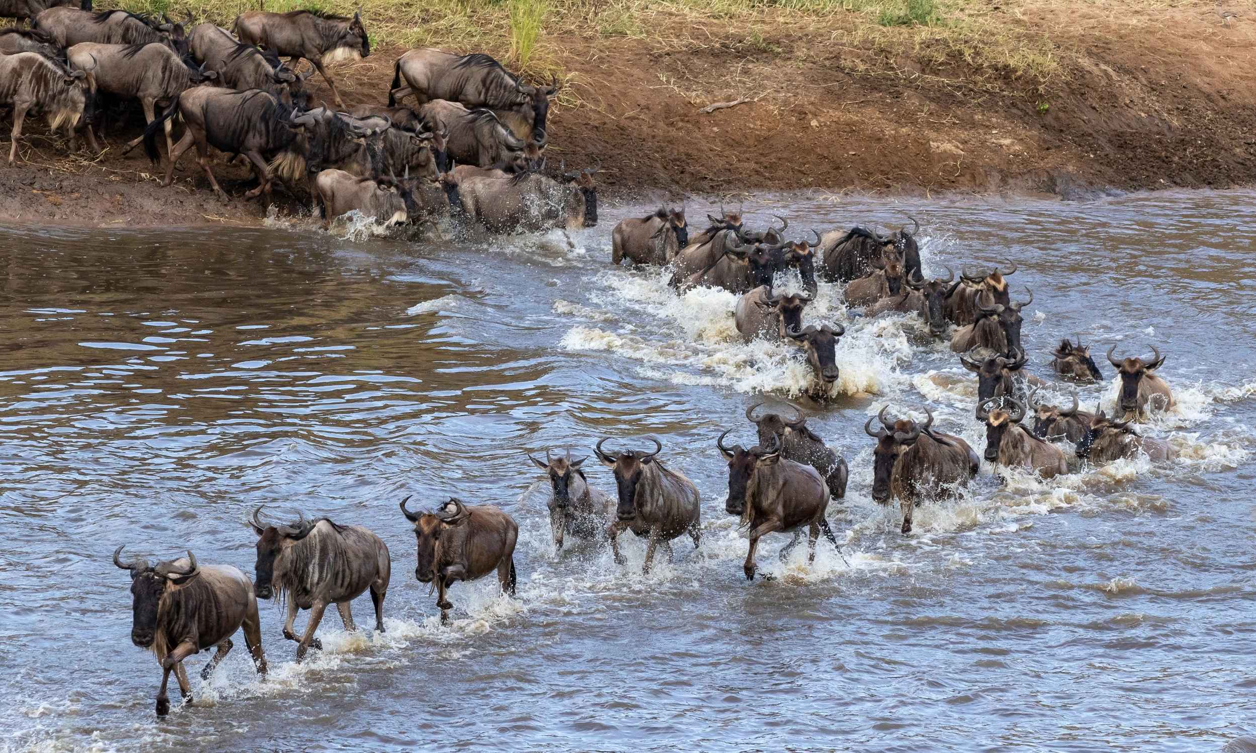 Wildebeest Migration River Crossing 2 Great Wildebeest Migration