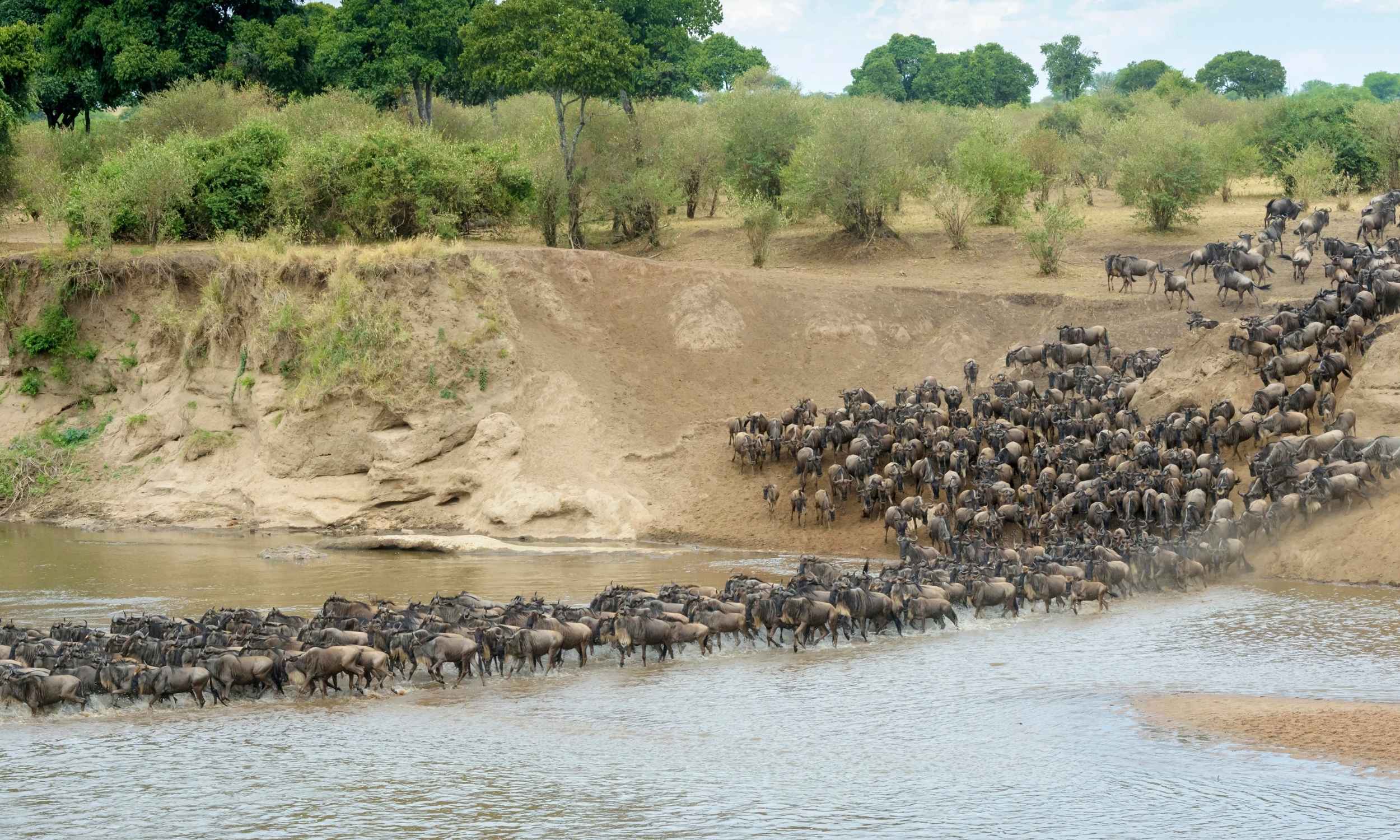 Wildebeest Migration River Crossing Great Wildebeest Migration