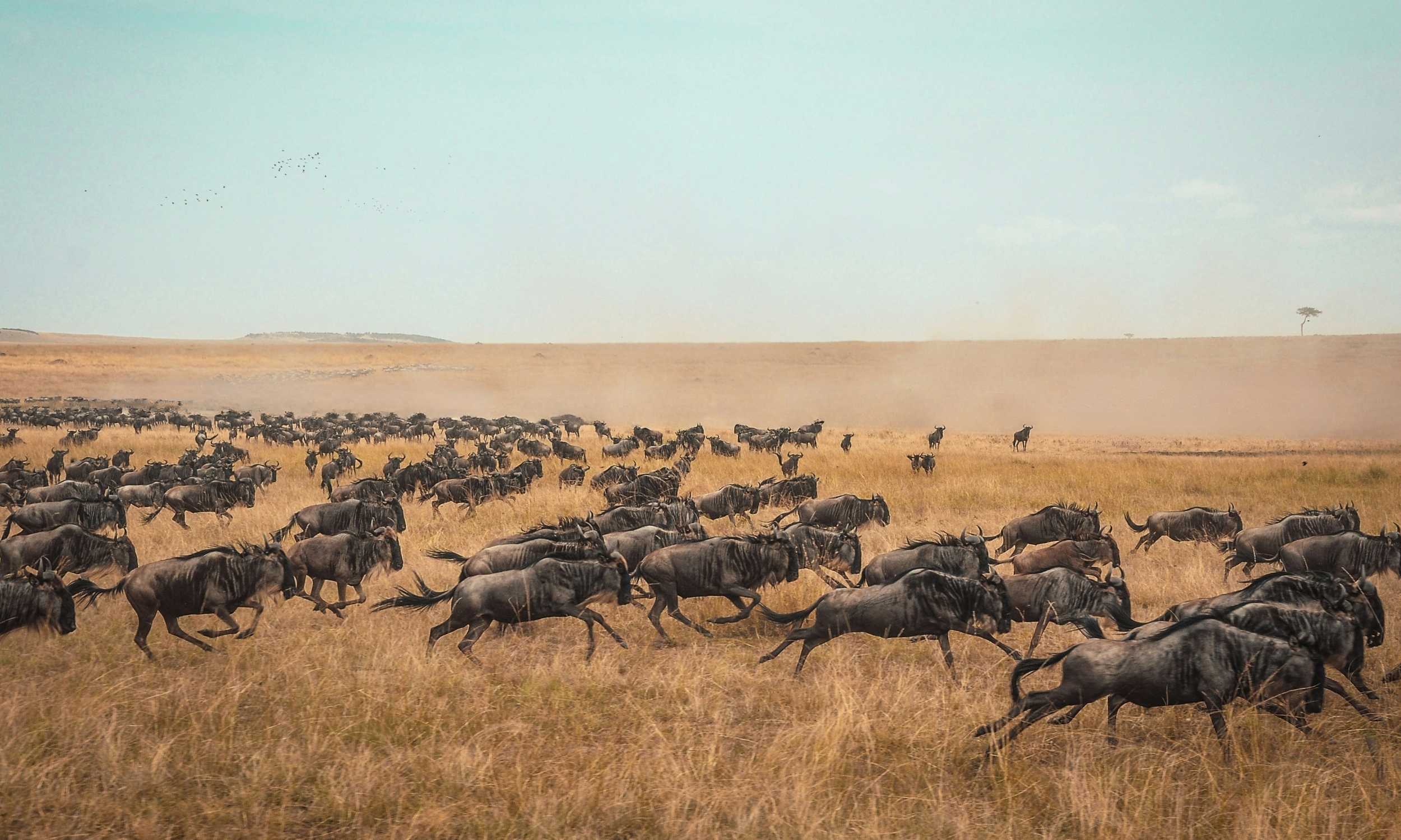 Wildebeest Running Great Wildebeest Migration