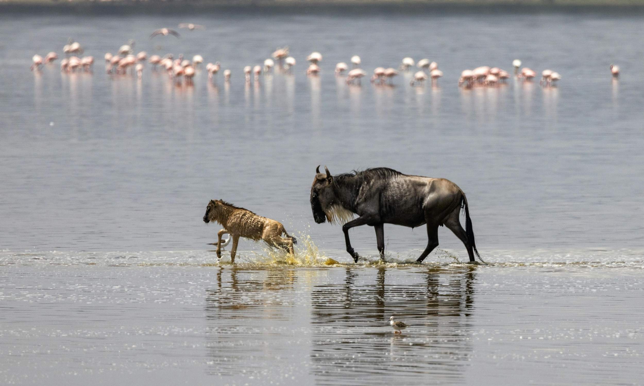 Wildebeest with Calf in Water Great Wildebeest Migration