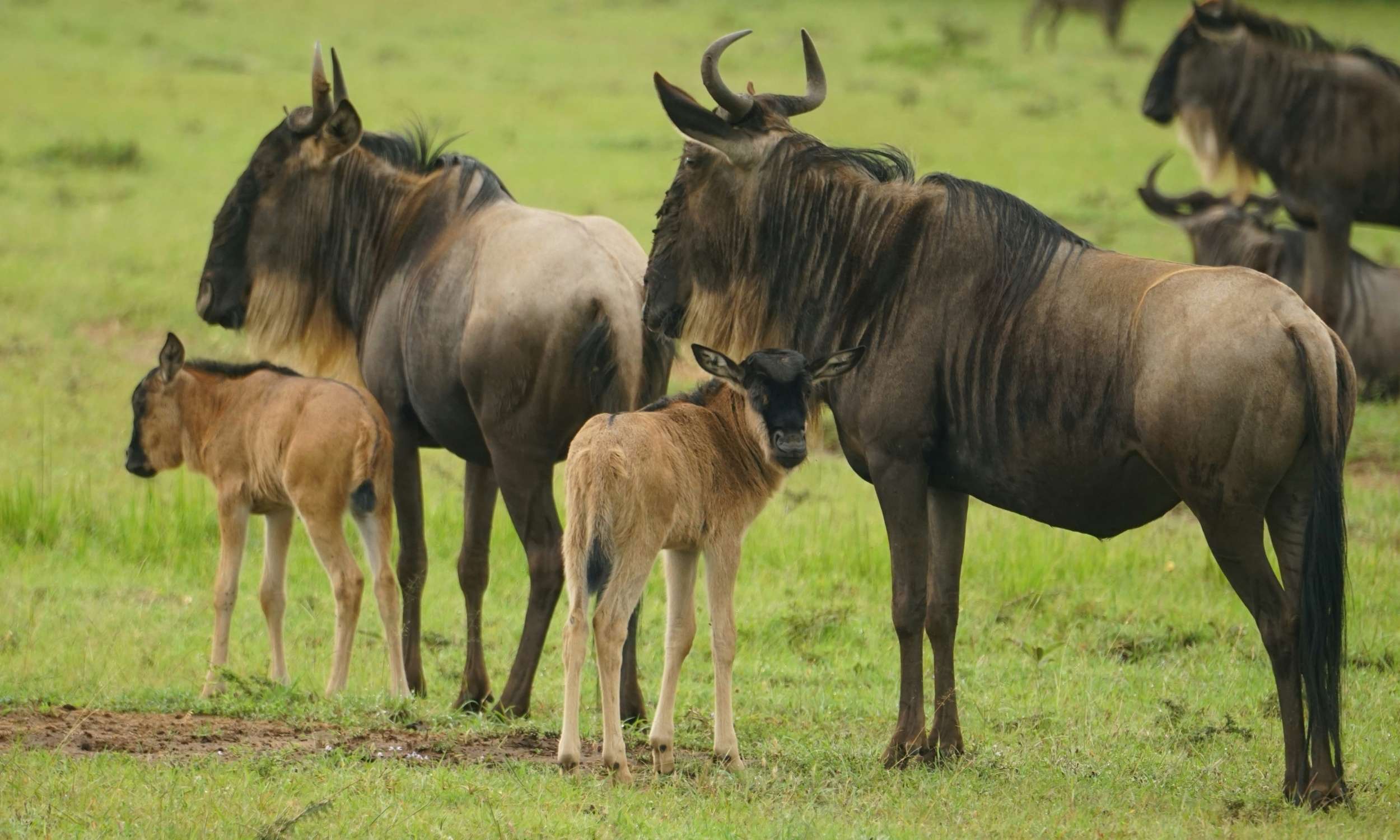 Wildebeest with Calves Great Wildebeest Migration