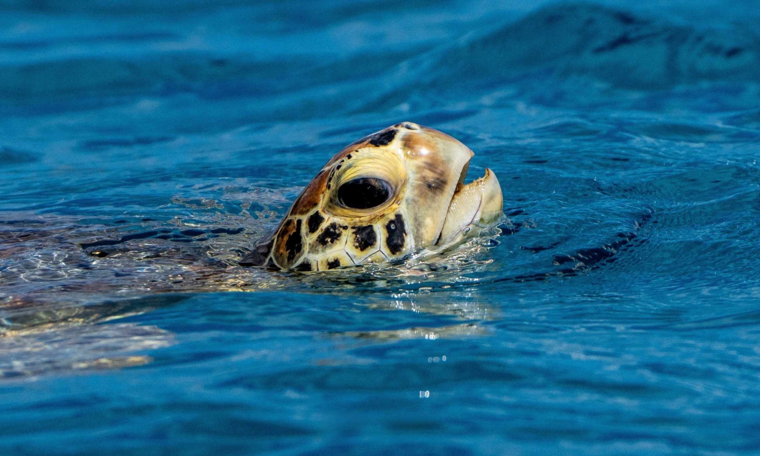 Half Day Reef Tour Green Sea Turtle