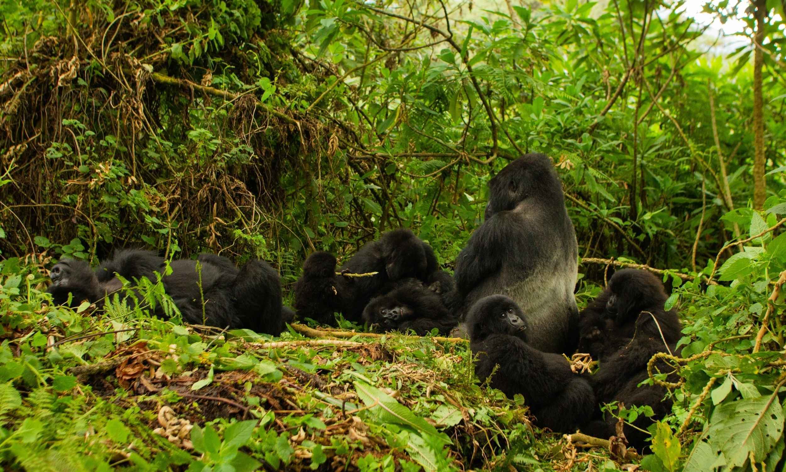 Rwanda Gorillas 11