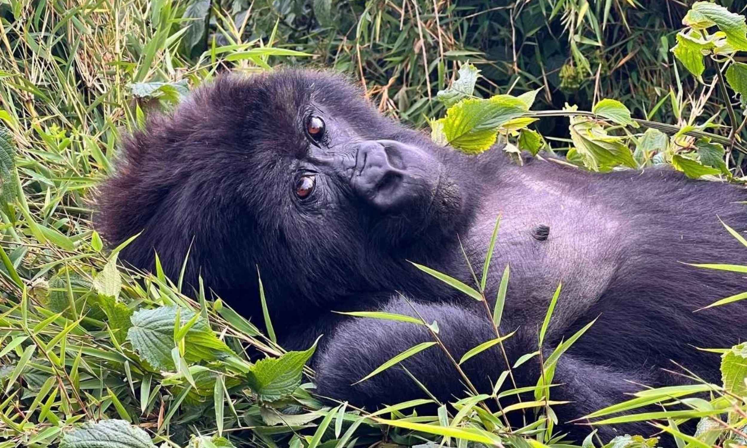 Rwanda Gorillas 15