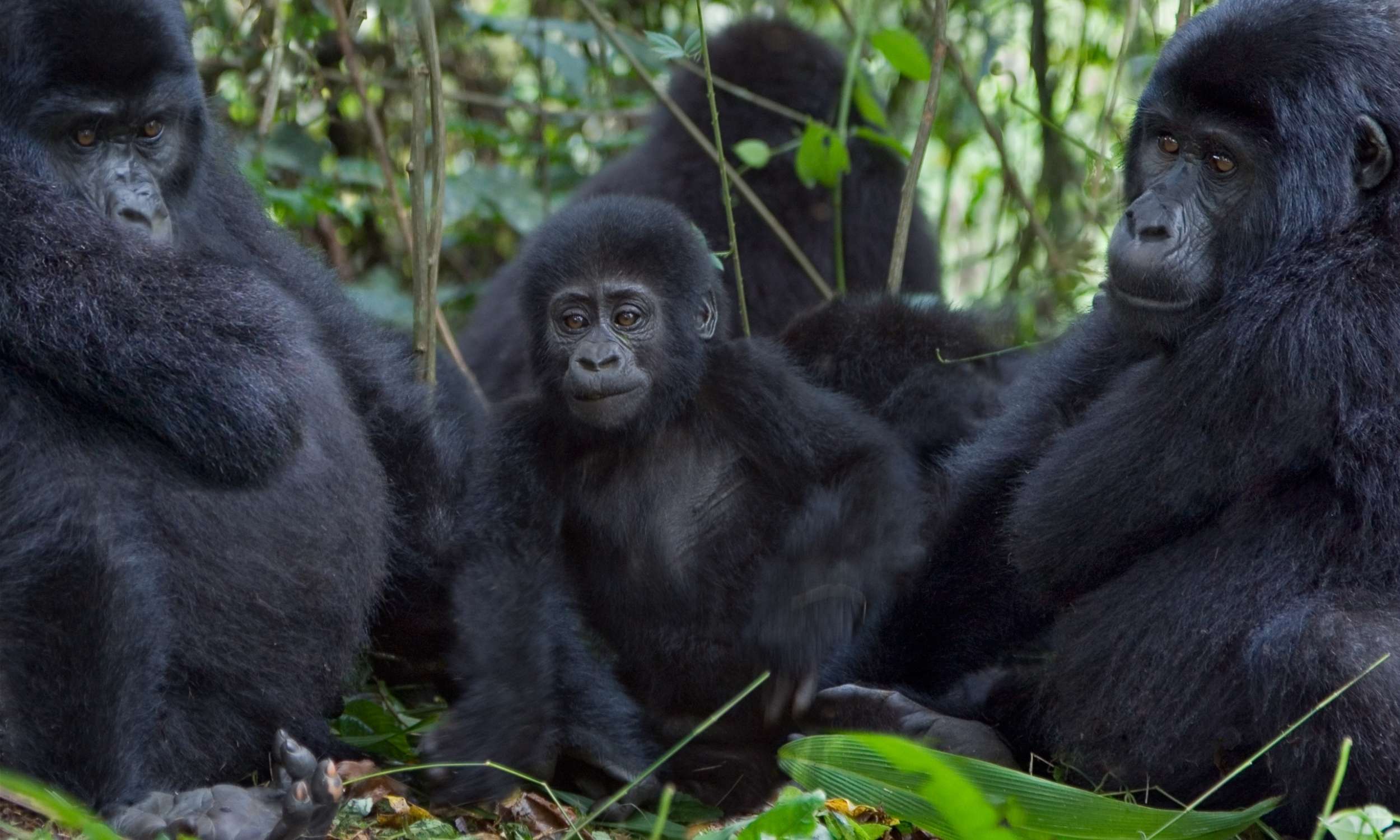 Rwanda Gorillas 7