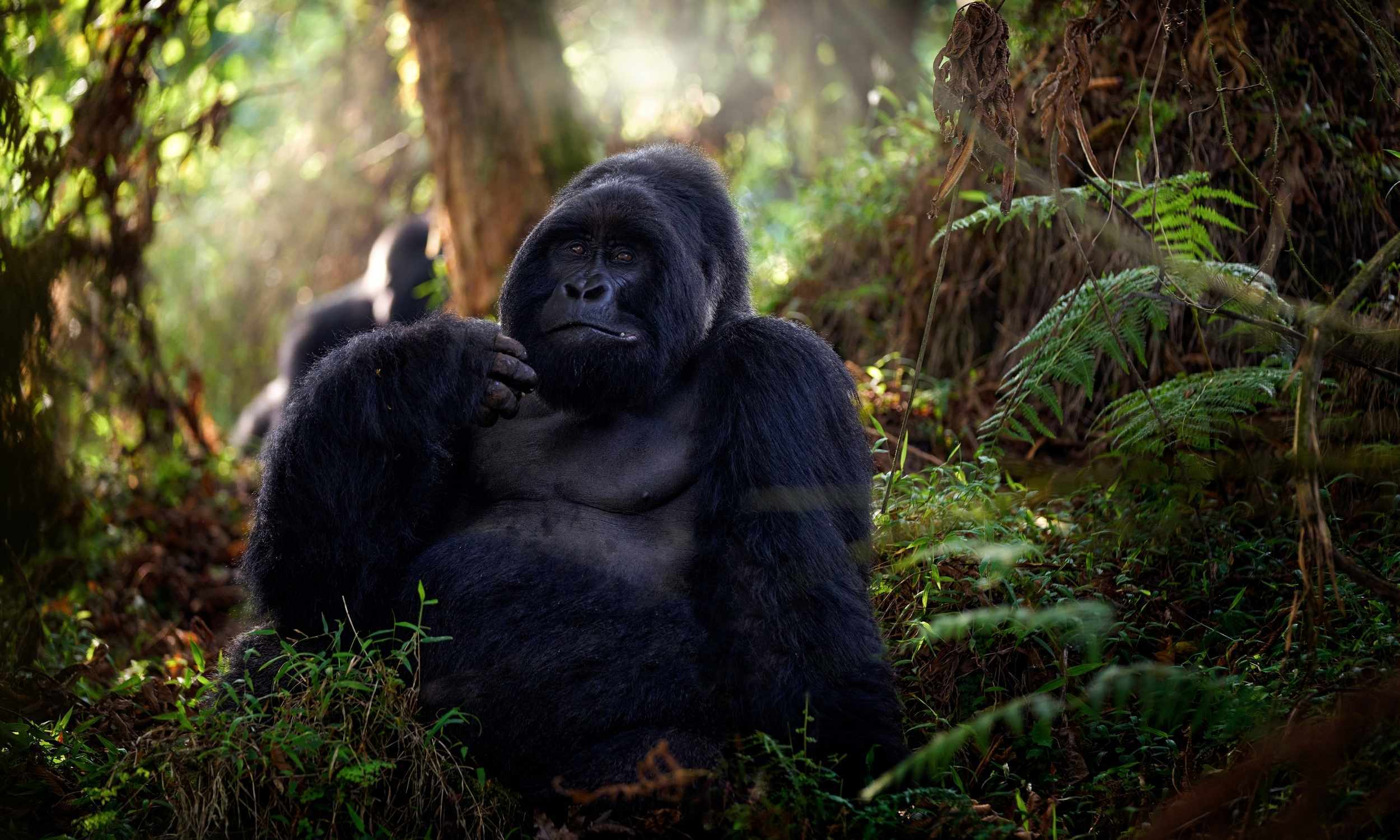 Rwanda Gorillas 8