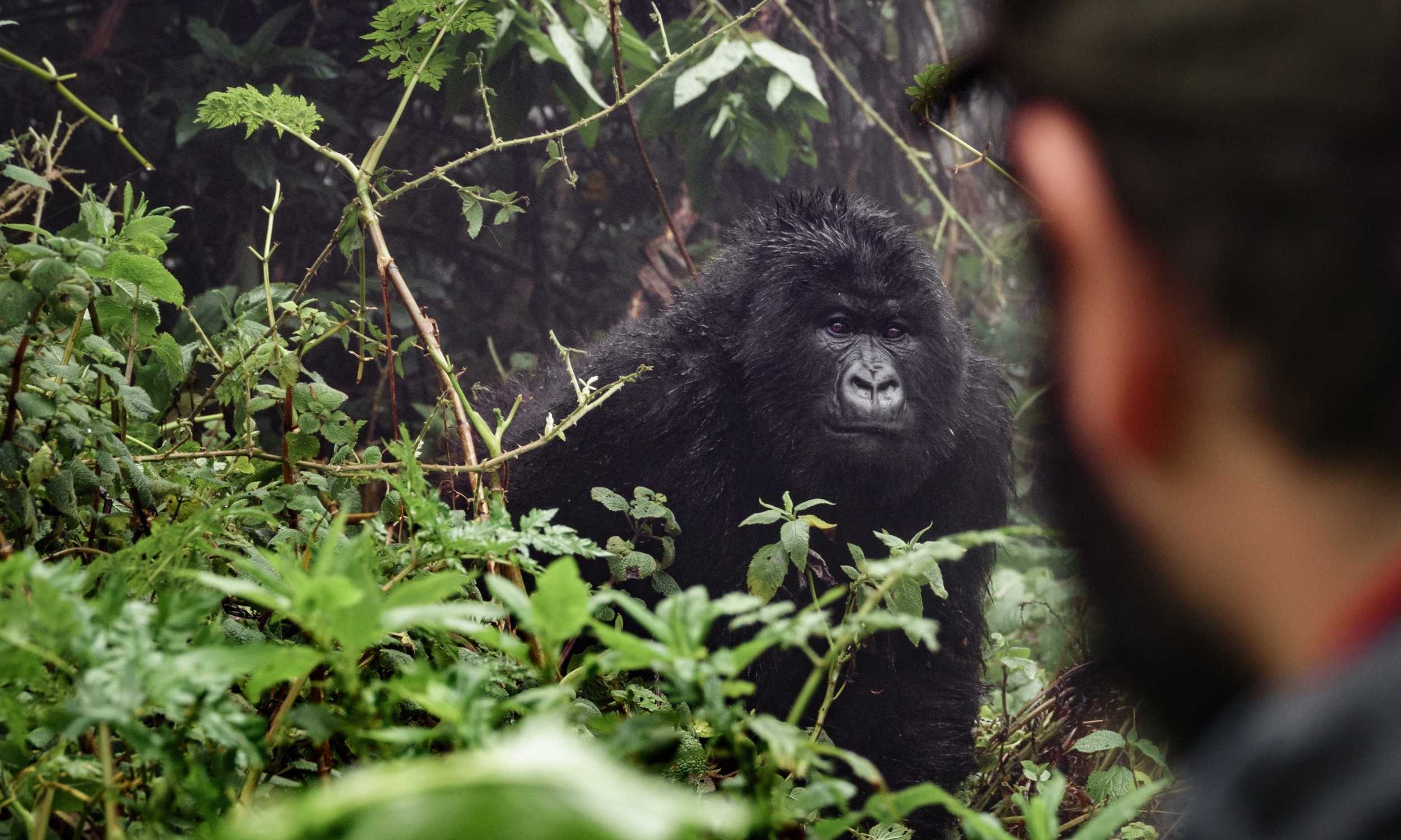 Rwanda Gorillas 9