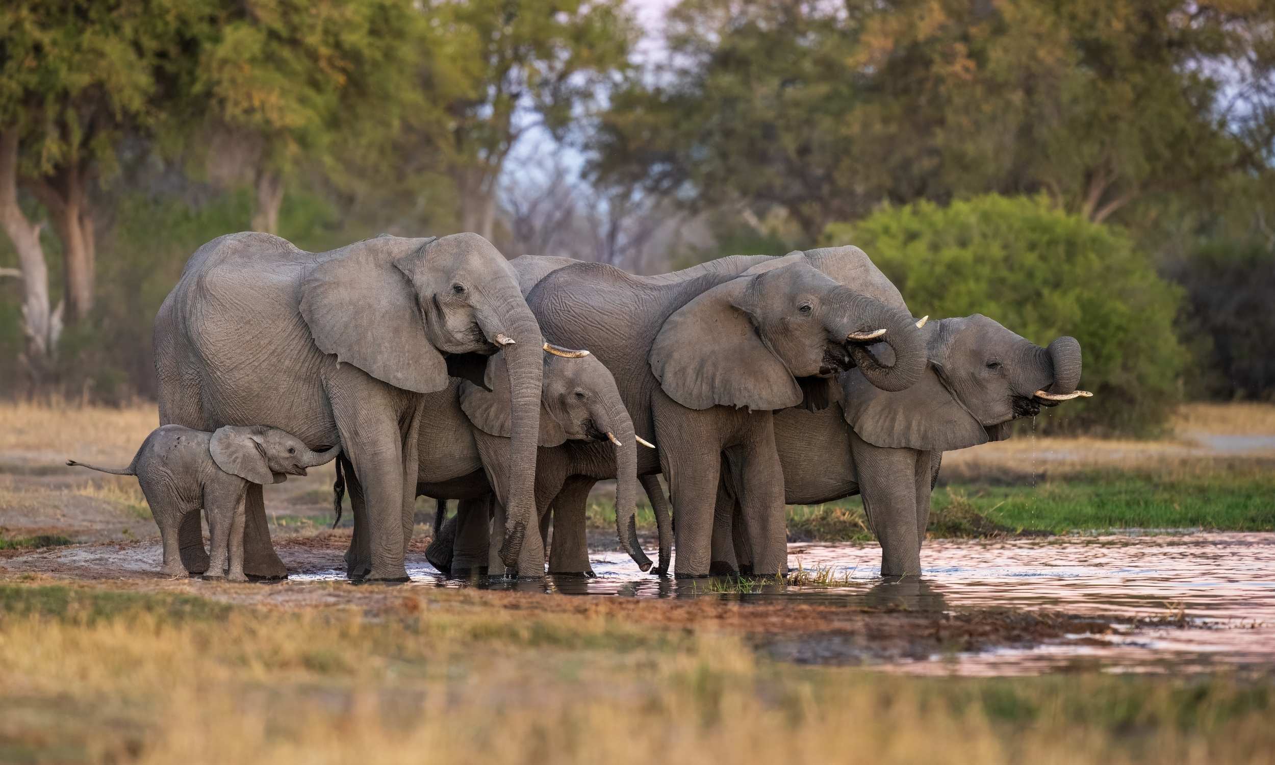 Big Five African Elephant 2