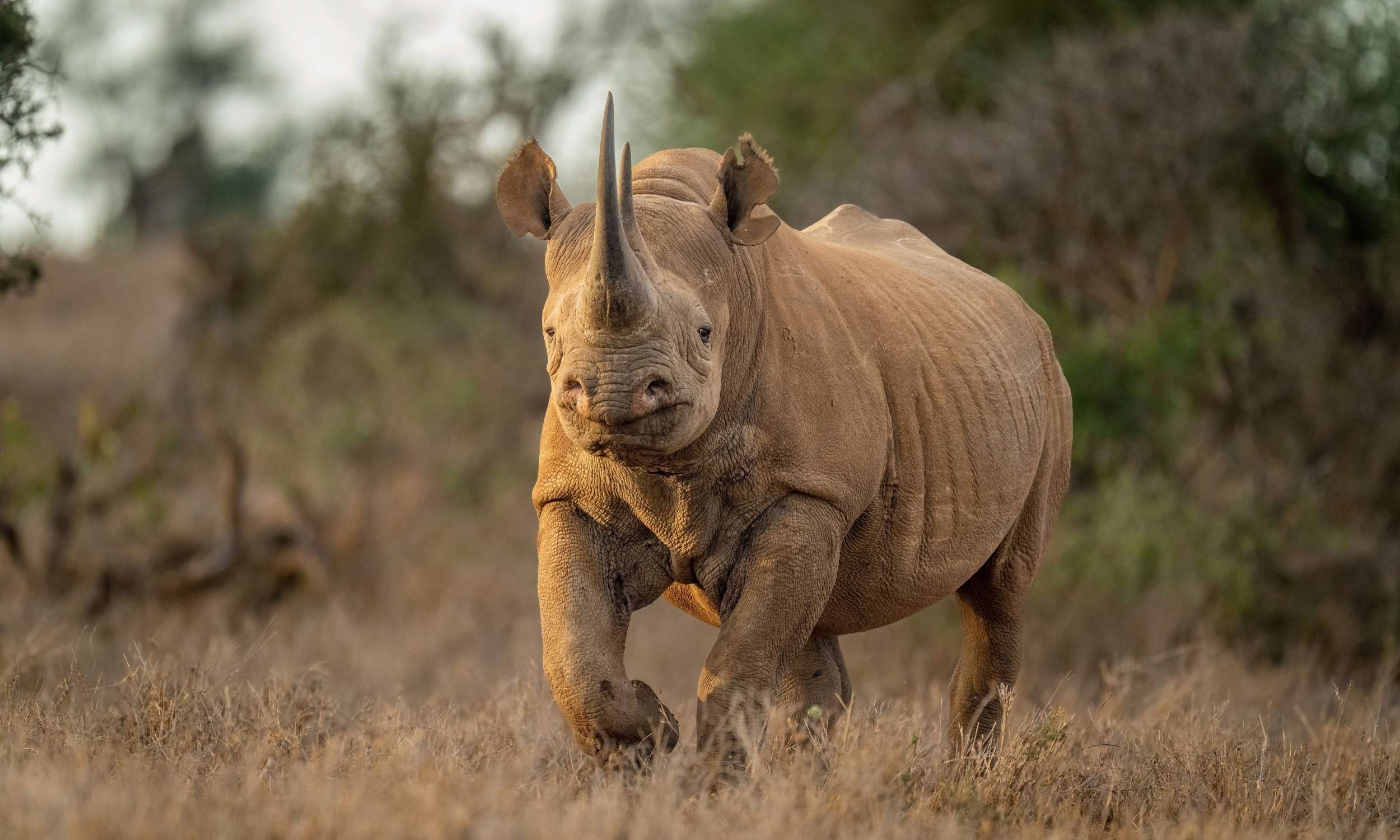 Big Five Black Rhino 1