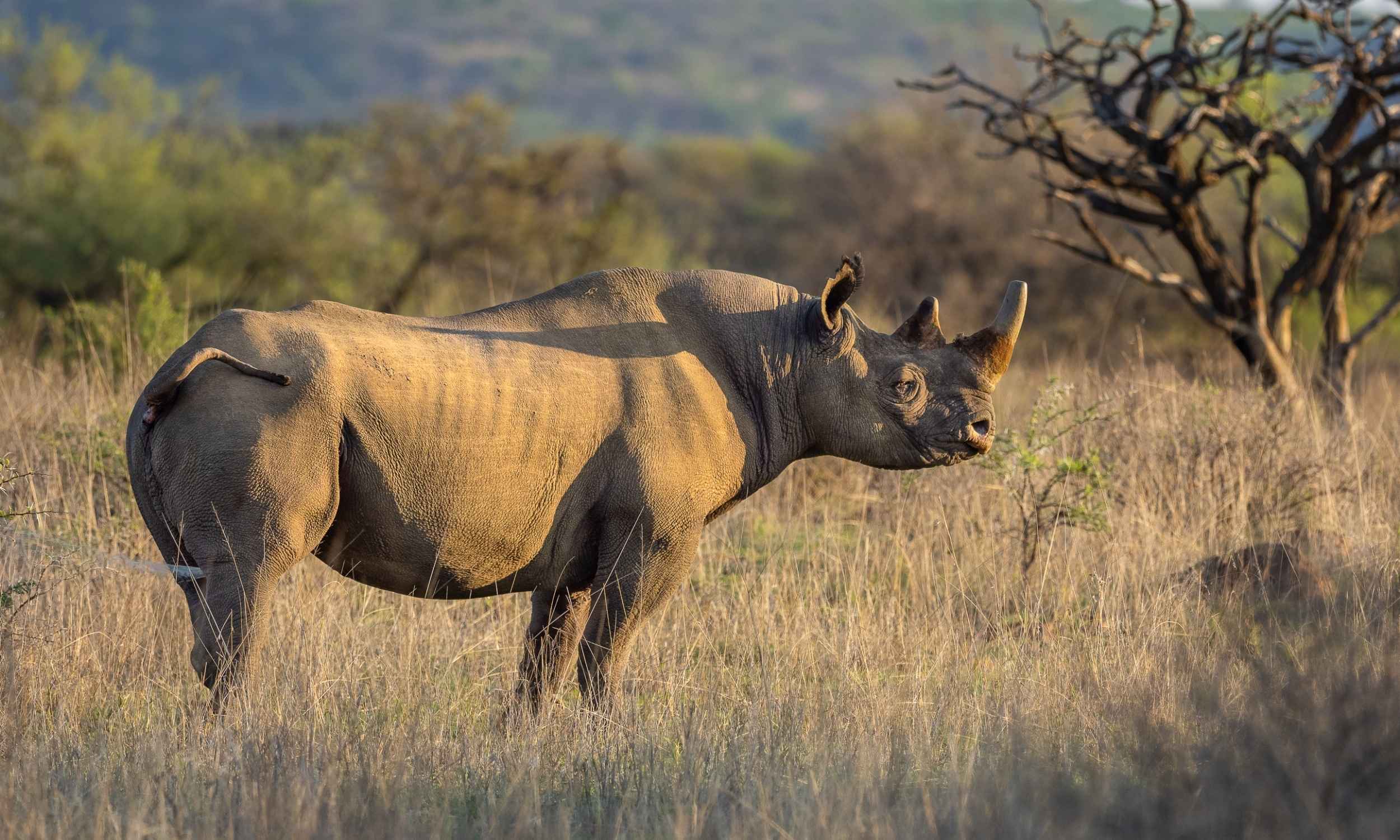 Big Five Black Rhino 2