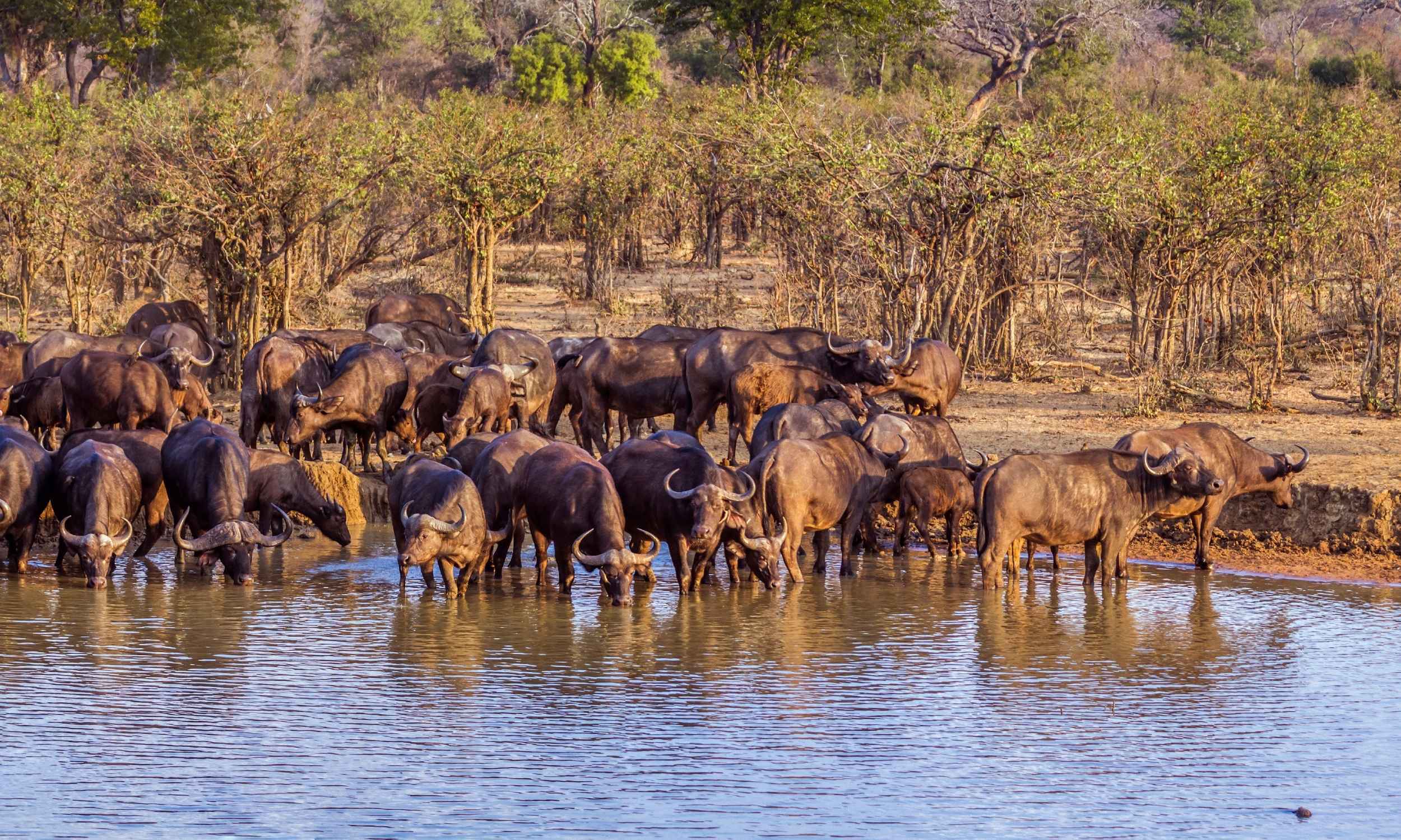 Big Five Cape Buffalo 1