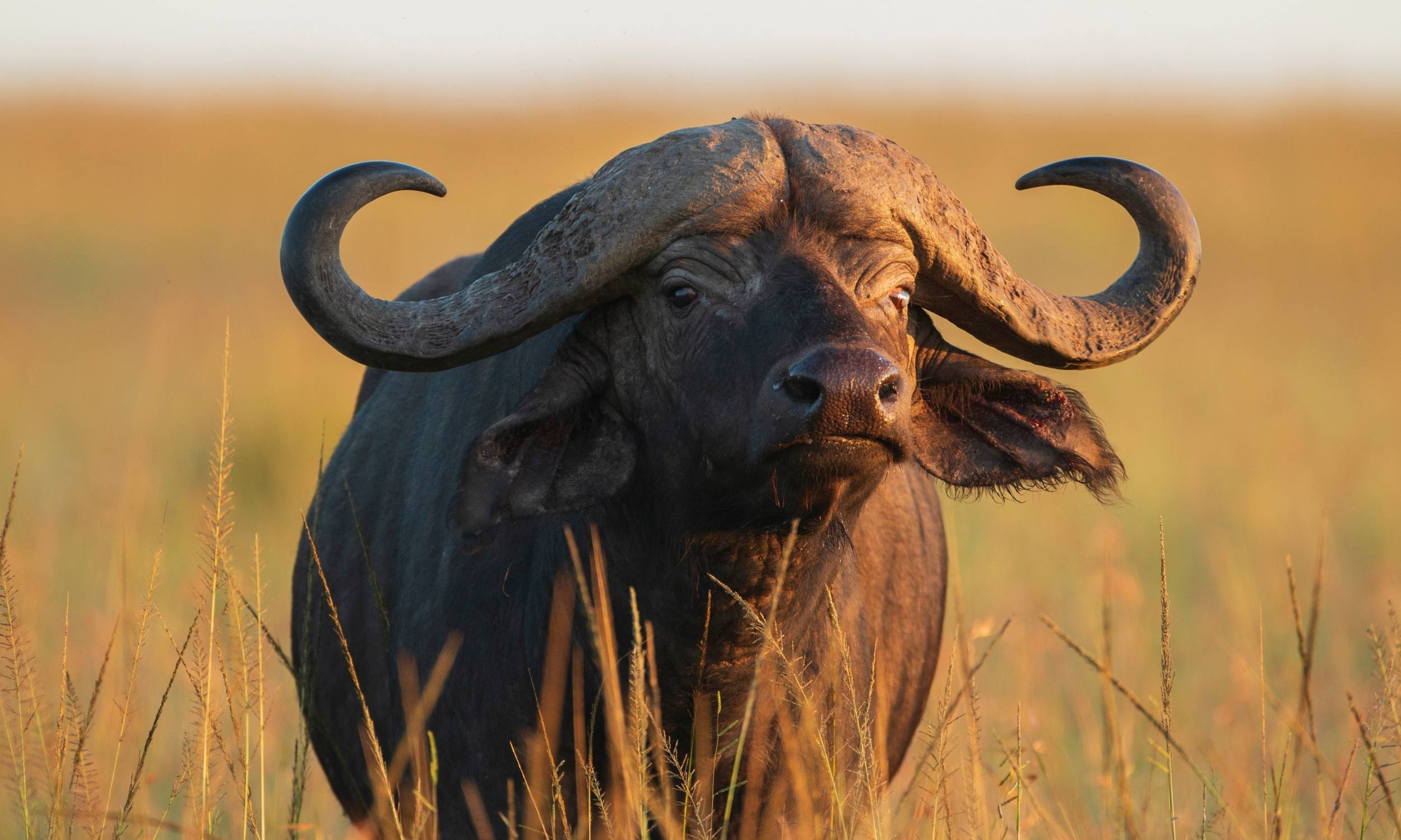 Big Five Cape Buffalo 2