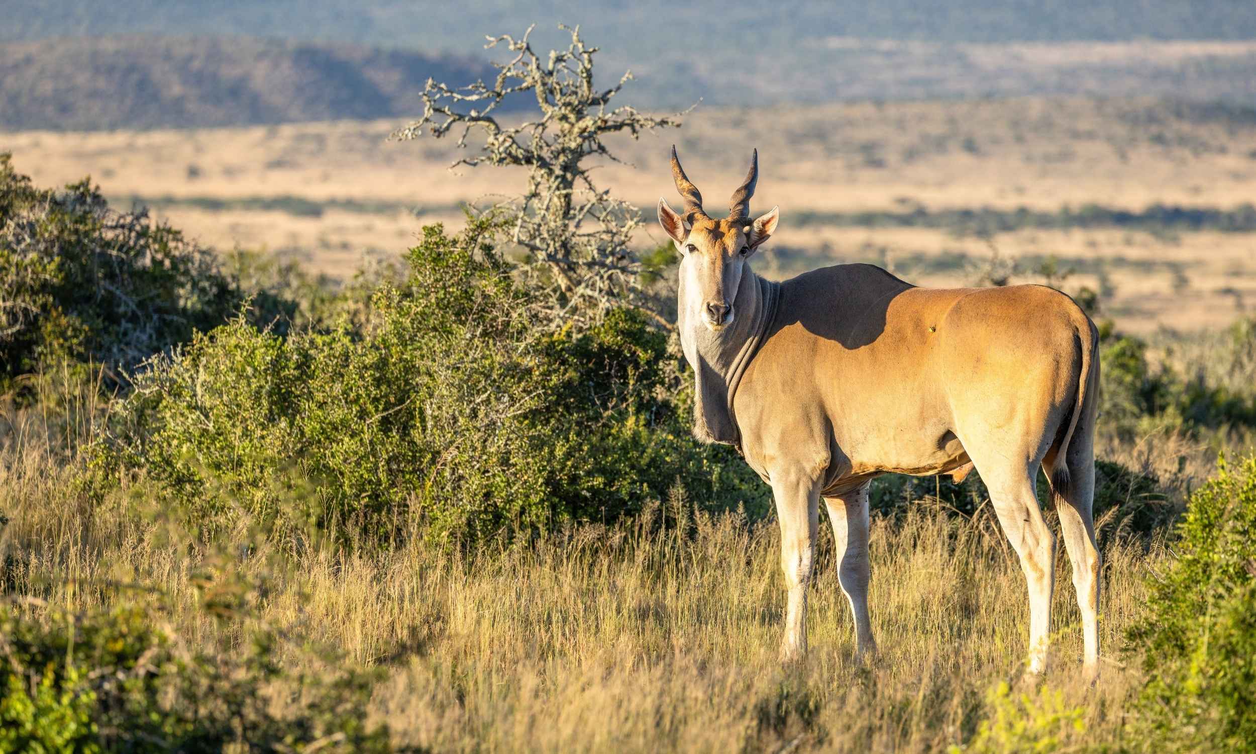 Kwandwe Private Game Reserve South Africa