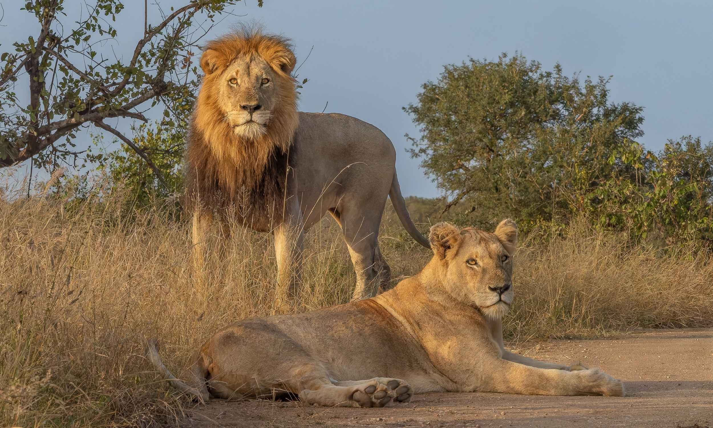 Lion in Kruger National Park South Africa