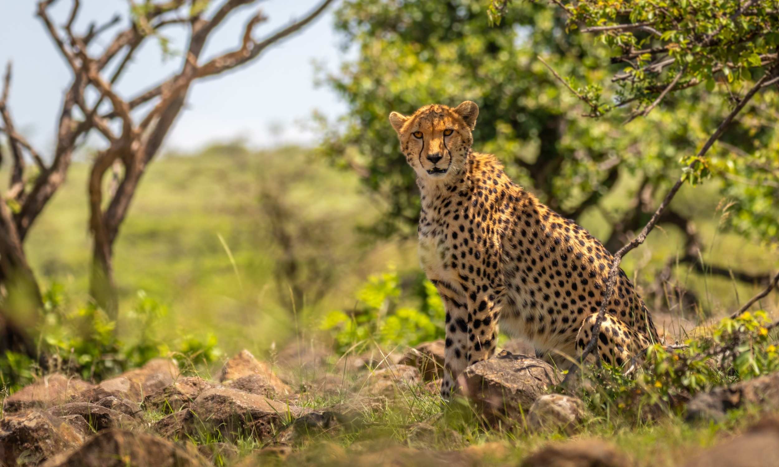 Tanzania Destination Masai Mara