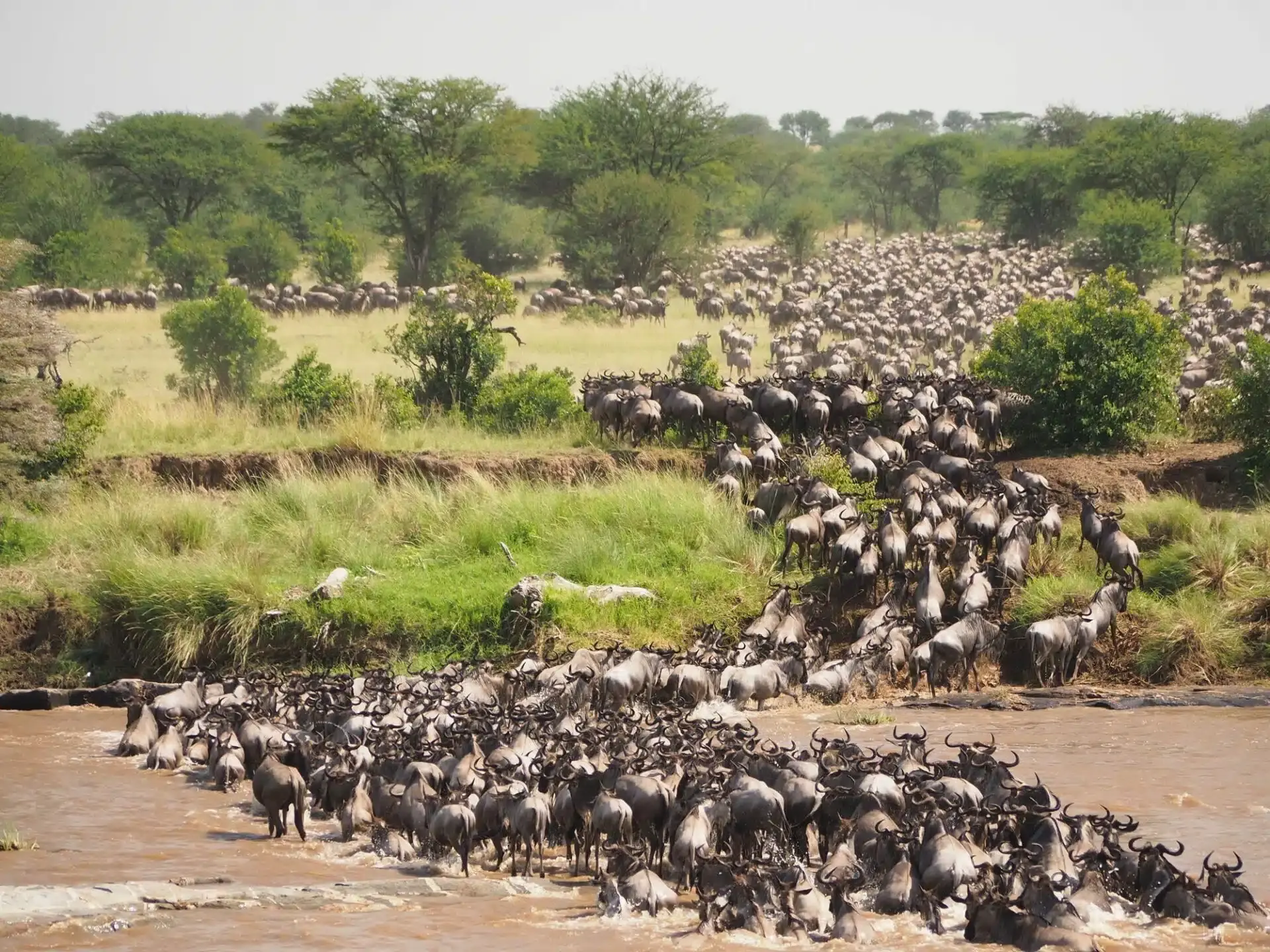 Witness the Great Migration River Crossing on Luxury Safaris in Tanzania