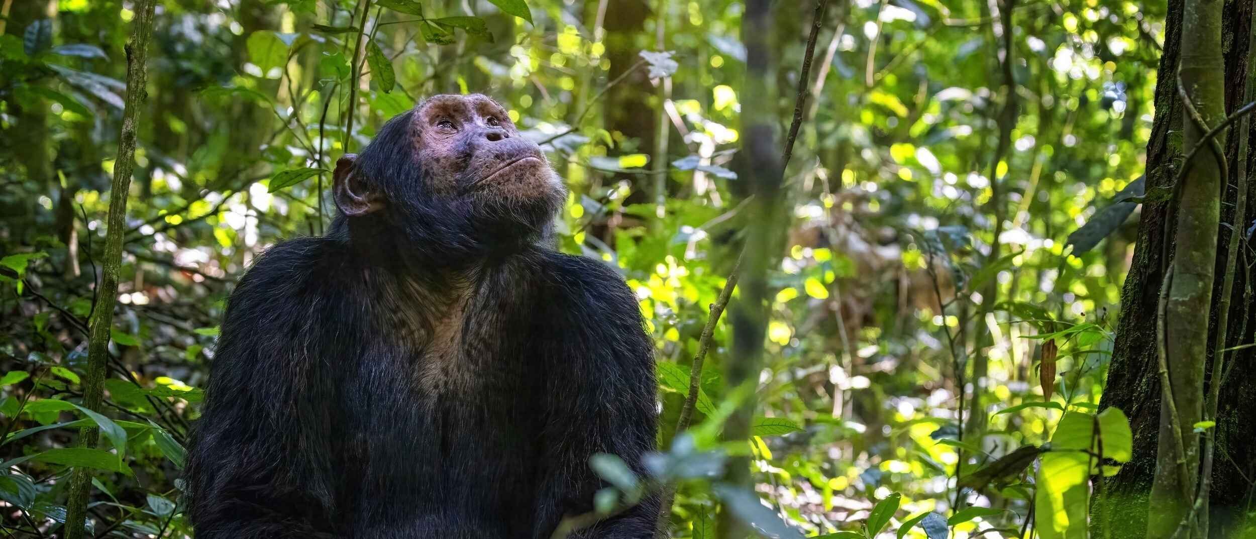 Adult chimpanzee Uganda