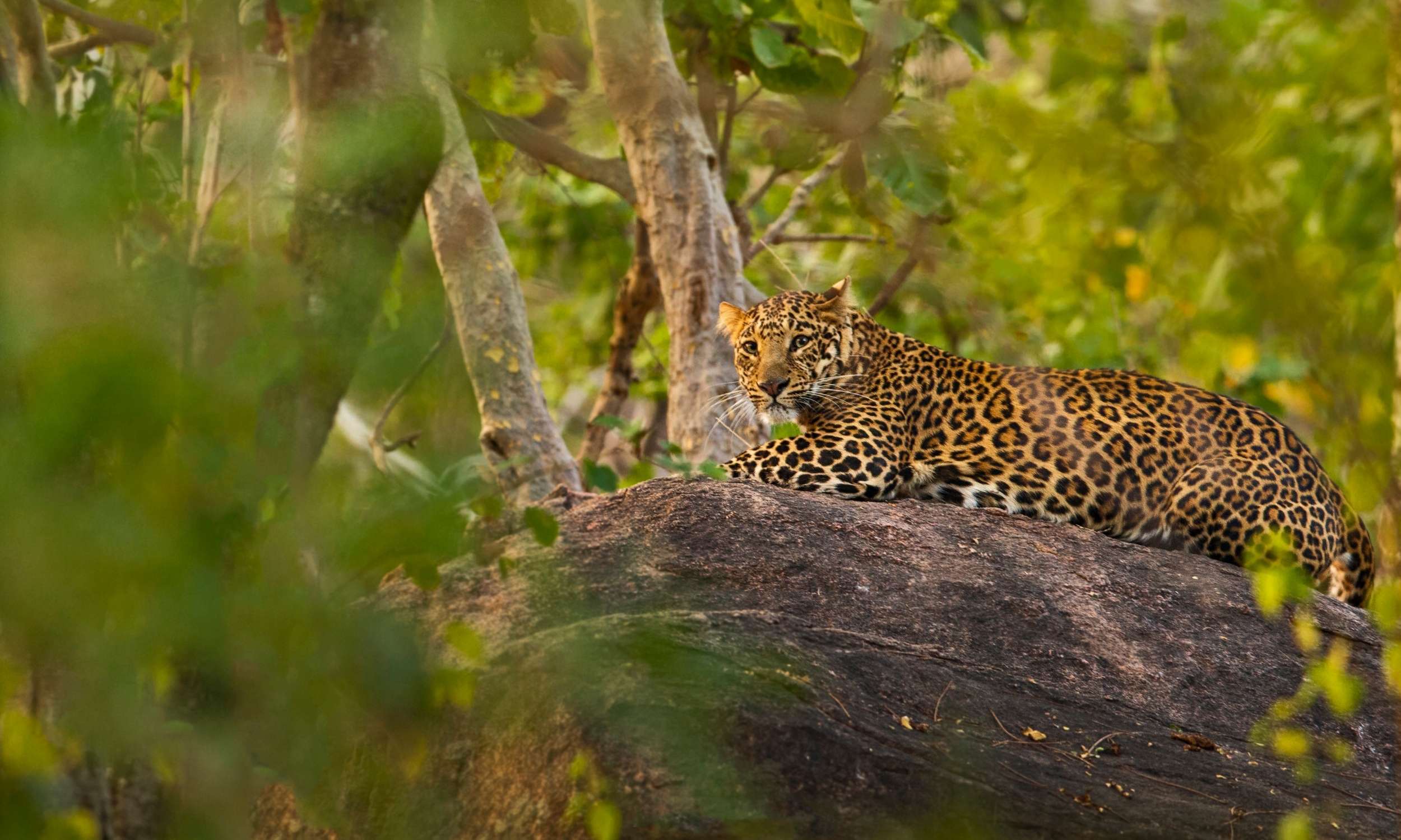 Leopard Pench National Park