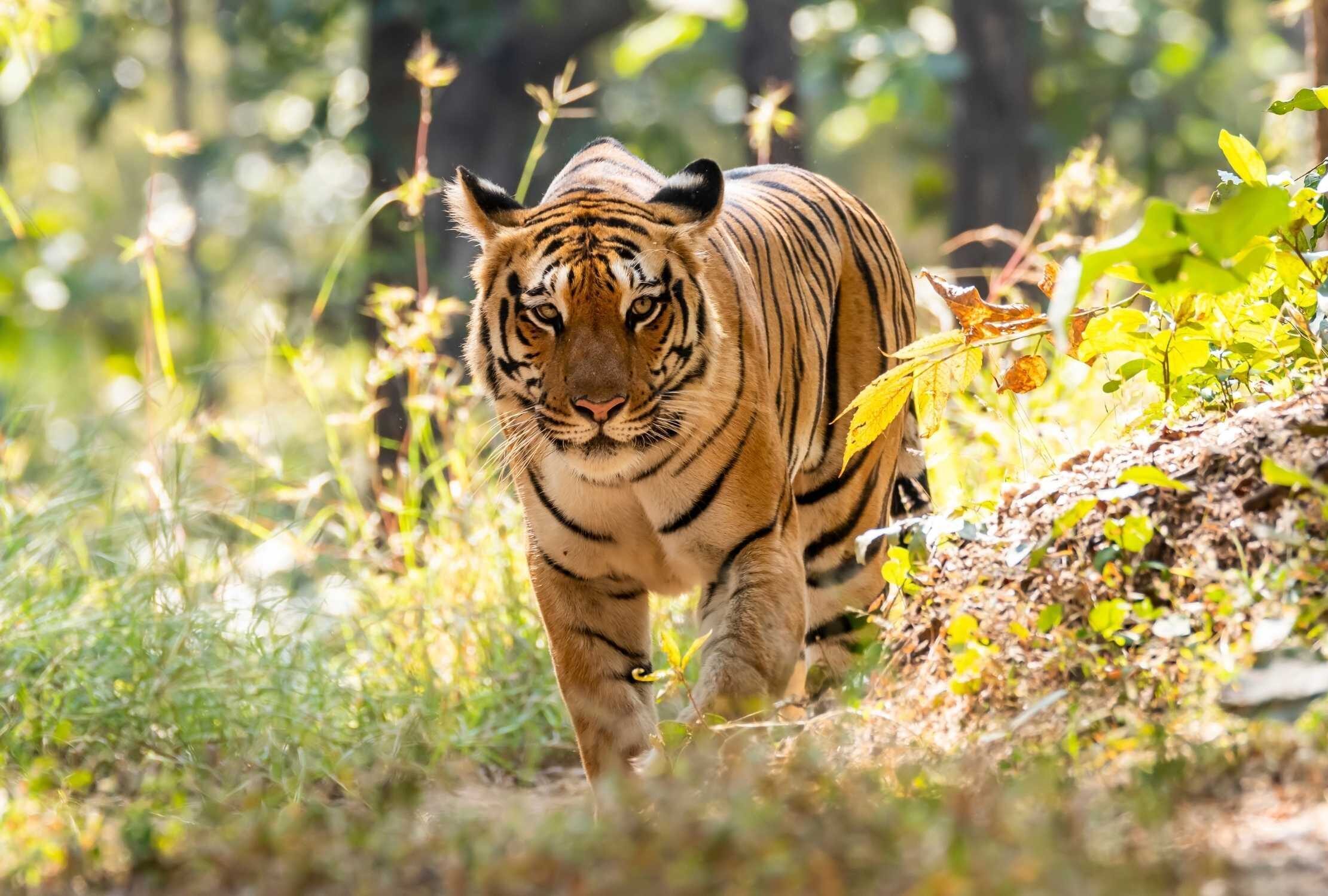 Tigress Pench National Park