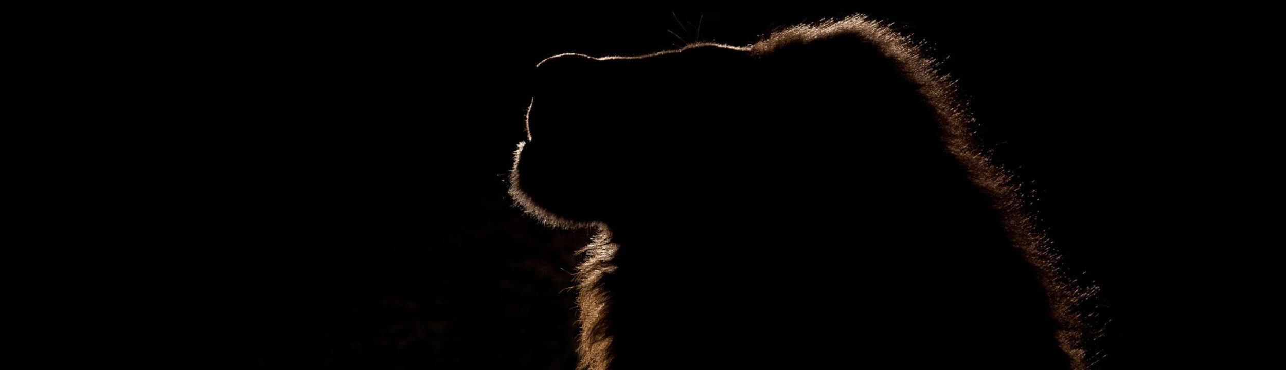 Backlit Lion