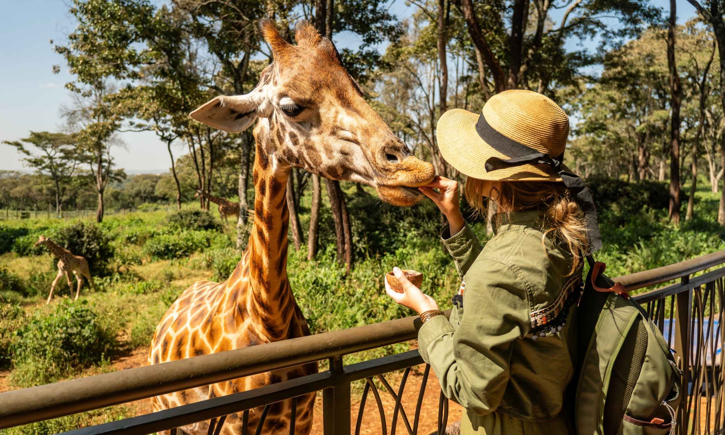 Giraffe Centre