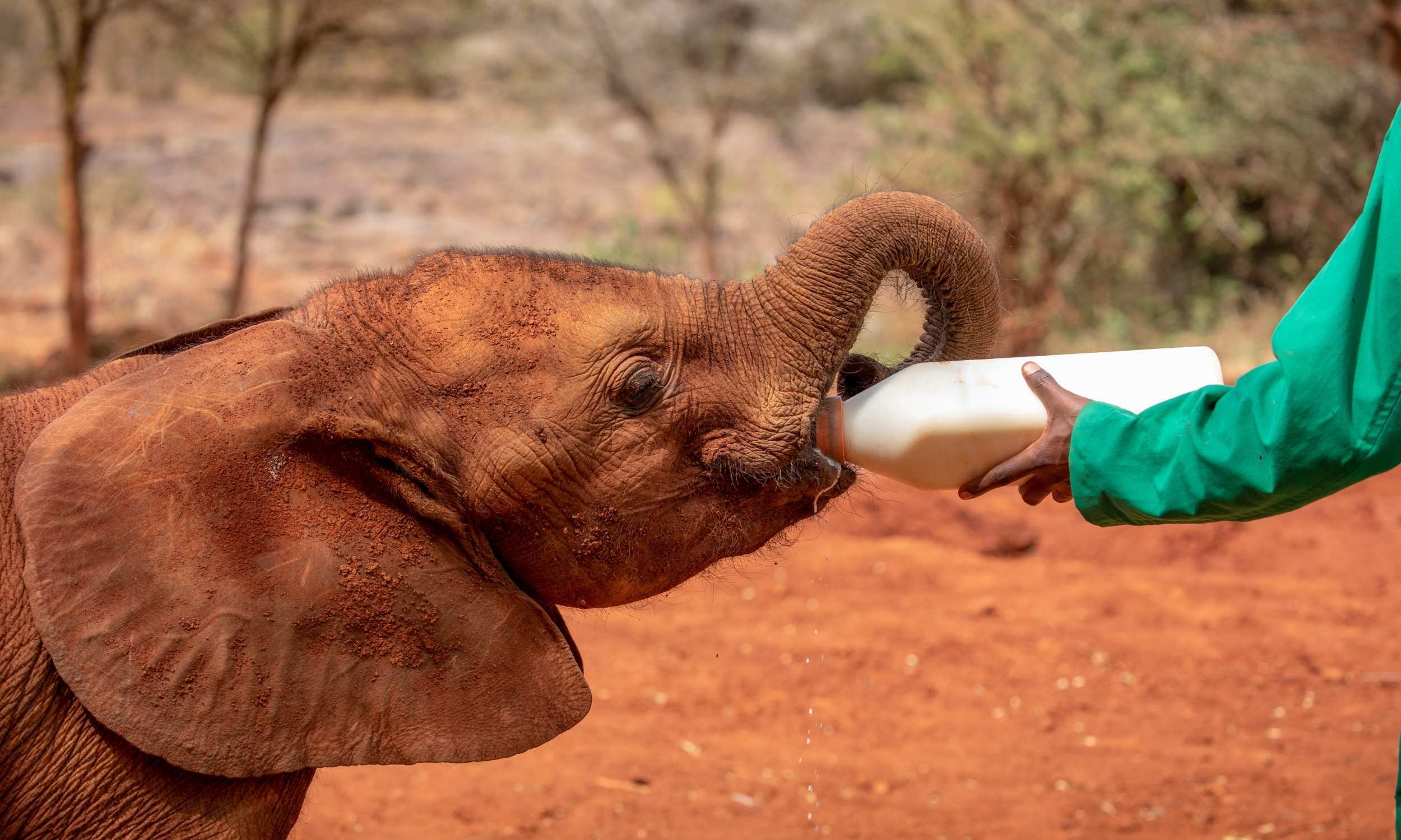 Sheldrick Wildlife Trust Animal Orphanage